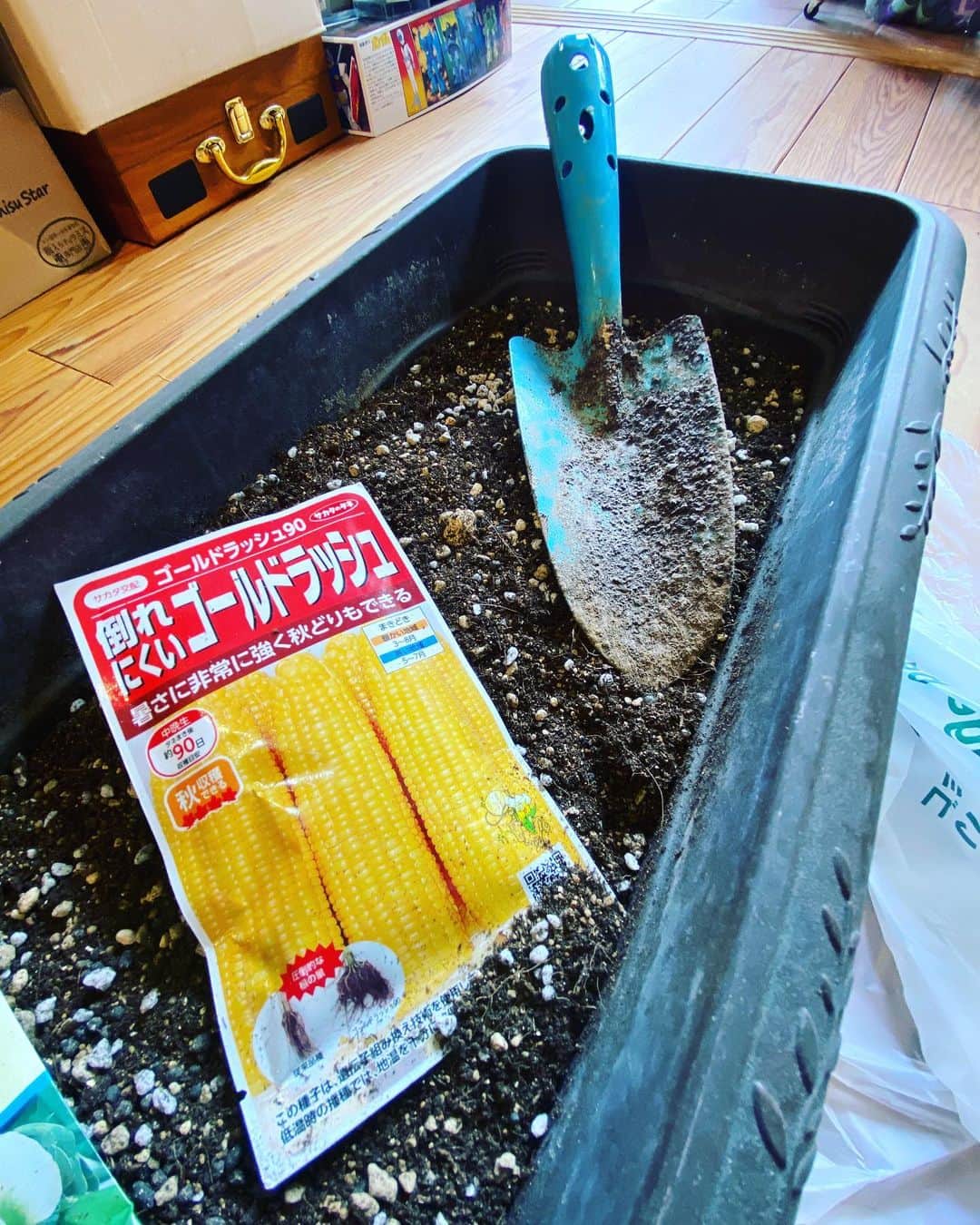 関智一のインスタグラム：「種を蒔いたぞ！ 上手く育ってほしいなー  #とうもろこし」