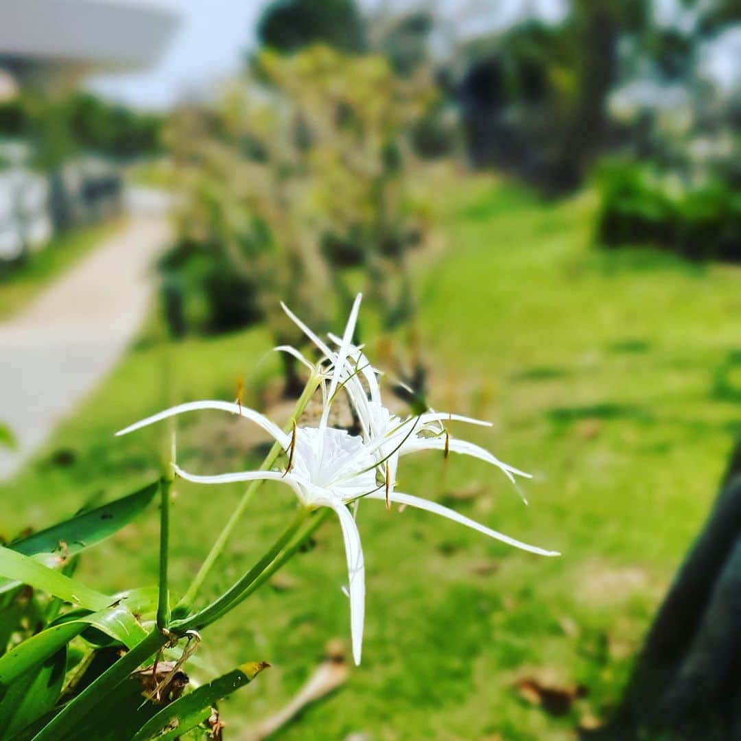 のインスタグラム：「台風6号の影響でプルメリアや水連花などさまざまなお花が飛んでいった中で 🌼スパイダーリリー🌼がキレイに咲いていました😊✨  また、アダンの実や沖縄らしい風景もありますのでご利用の際は是非お楽しみください🎵  #サザンビーチホテルアンドリゾート沖縄 #サザンビーチホテルリゾート沖縄 #サザンビーチホテル #サザンビーチホテルアンドリゾート #沖縄 #おきなわ #糸満 #沖縄ホテル #花 #スパイダーリリー #プールサイド #お花好きな人と繋がりたい #夏休み #southernbeachhotel #southernbeachhotelandresort #southernbeachhotelandresortokinawa #okinawa #okinawahotel #itoman #spiderlily #flower」
