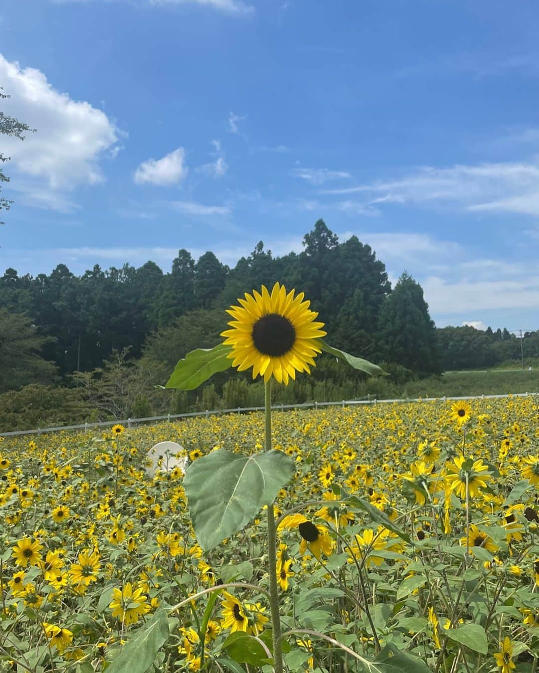 戸北美月さんのインスタグラム写真 - (戸北美月Instagram)「. まわりより一際大きいひまわり🌻 まっすぐ凛々しく咲いていました☺️  #ひまわり」8月11日 14時55分 - mizuki_tokita