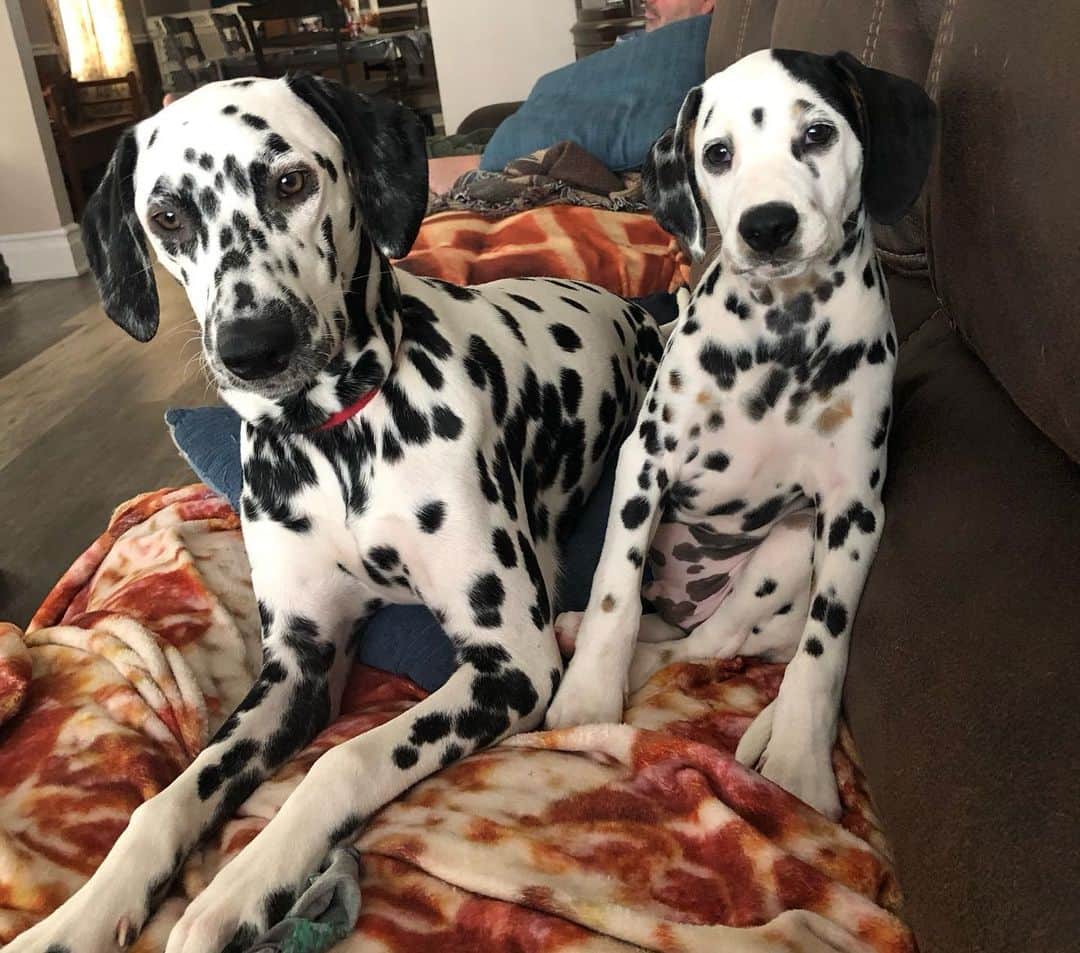 Jake And Gingerのインスタグラム：「I’m seeing spots」