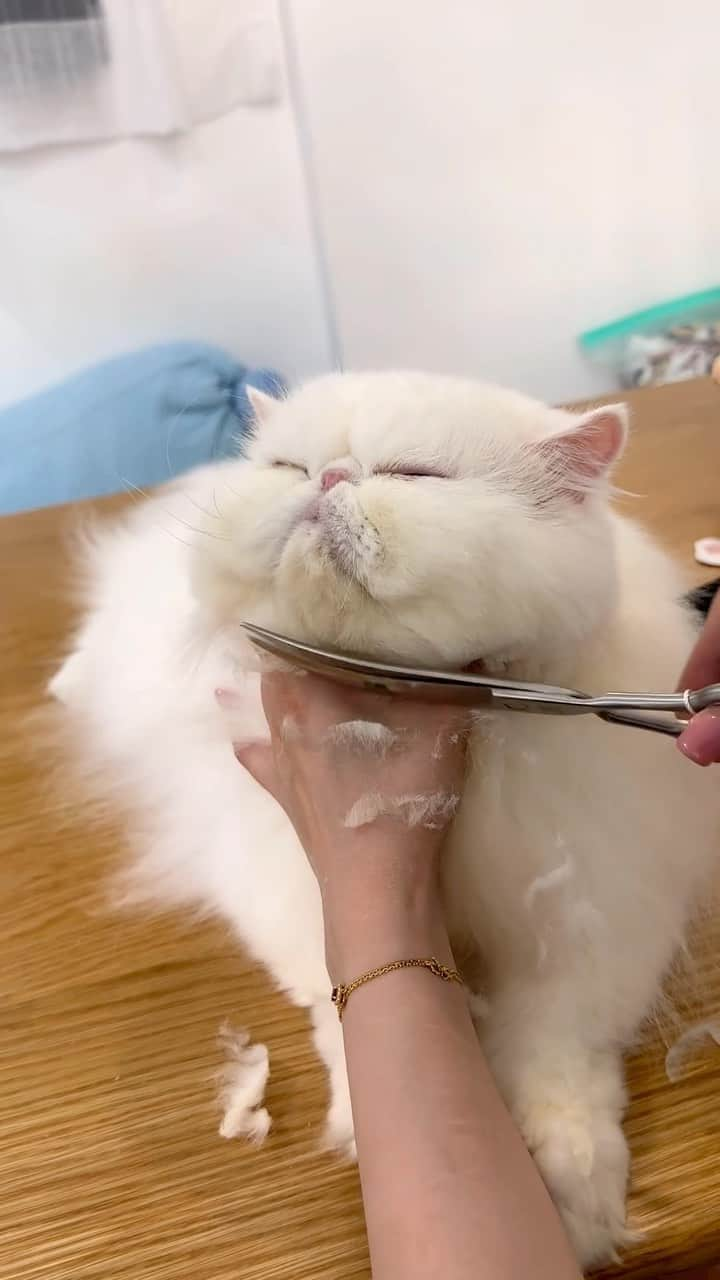 Cats of Instagramのインスタグラム：「From @exotic_jubeefamily: “ 幫新仔剪毛真係好療癒心靈🥹🥹 雖然剪極都唔白😂😂😂 “ #catsofinstagram」