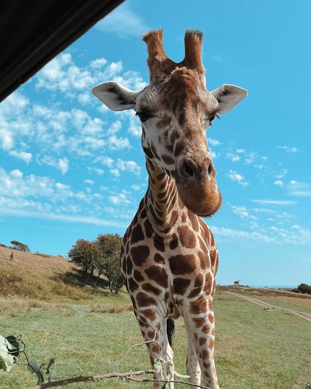 ロッティー・トムリンソンさんのインスタグラム写真 - (ロッティー・トムリンソンInstagram)「1st birthday adventures 🦒🫶🏼 thank you for an amazing day @portlympnepark 🤍」8月11日 17時26分 - lottietomlinson