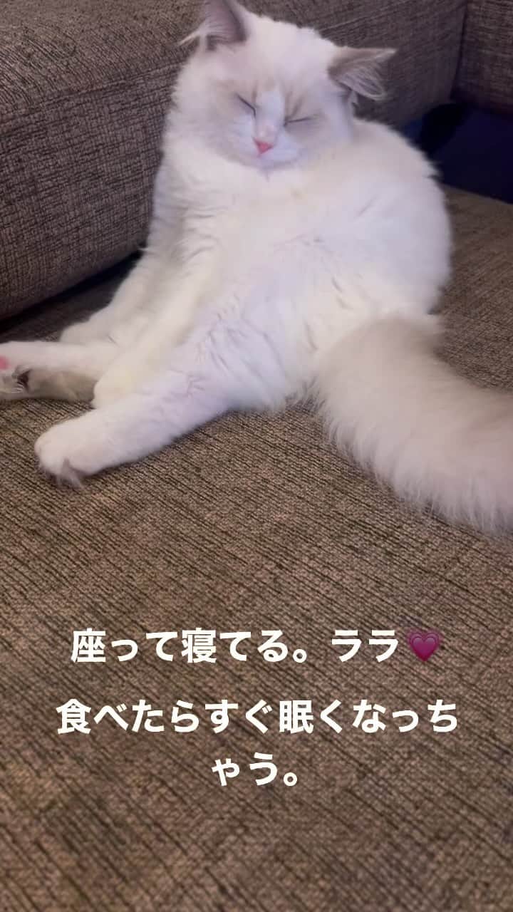 中根麗子のインスタグラム：「座って寝てる。ララ💗」