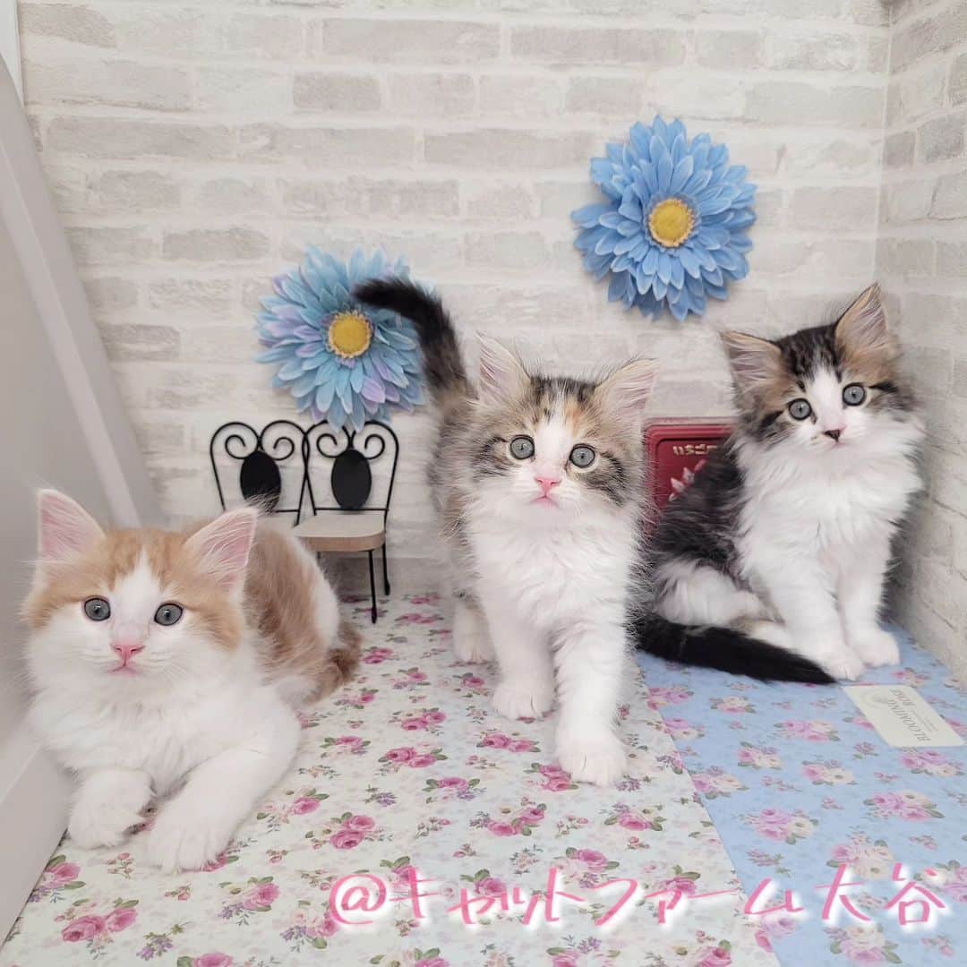 マンチカン(munchkin)キャットファーム大谷のインスタグラム：「本日ご紹介のサイベリアン🐱🐱🐱  No.2587.2588.2589  おっとりさんで甘えん坊😌🌸 とっても可愛いですよ❤️  詳細はHPをご覧下さいませ✨  ﾟ+*:;;:*　*:;;:*+ﾟ　ﾟ+*:;;:*　*:;;:*+ﾟ  お店は、月・木曜日が定休日です。 現在、完全予約制になっておりますので ご来店される際はお店へお電話かメールにてご連絡くださいませ🙇‍♀️  お待ちしております🎵  ﾟ+*:;;:*　*:;;:*+ﾟ　ﾟ+*:;;:*　*:;;:*+ﾟ  #キャットファーム大谷#まんちかん#マンチカン#ネコ#こねこ#にゃんこ#猫ちゃん#ねこ部#ニャンスタグラム#猫#ねこ#子猫#モフモフ#モフモフねこ#ミヌエット#短足#ねこすたぐらむ#愛猫#かわいい#ふわもこ部#猫のいる暮らし#マンチカンブリーダー#ミヌエットブリーダー#cat#catsgram #catsofinstagram#instacat#picneko」