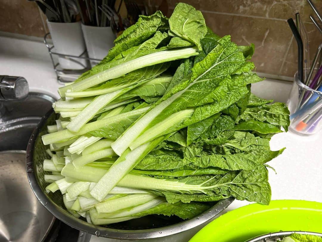 ナム・ボラのインスタグラム：「태풍 오는 날 열무김치 담그기🌱 캬캬캬 맛있겠다☺️♥️」