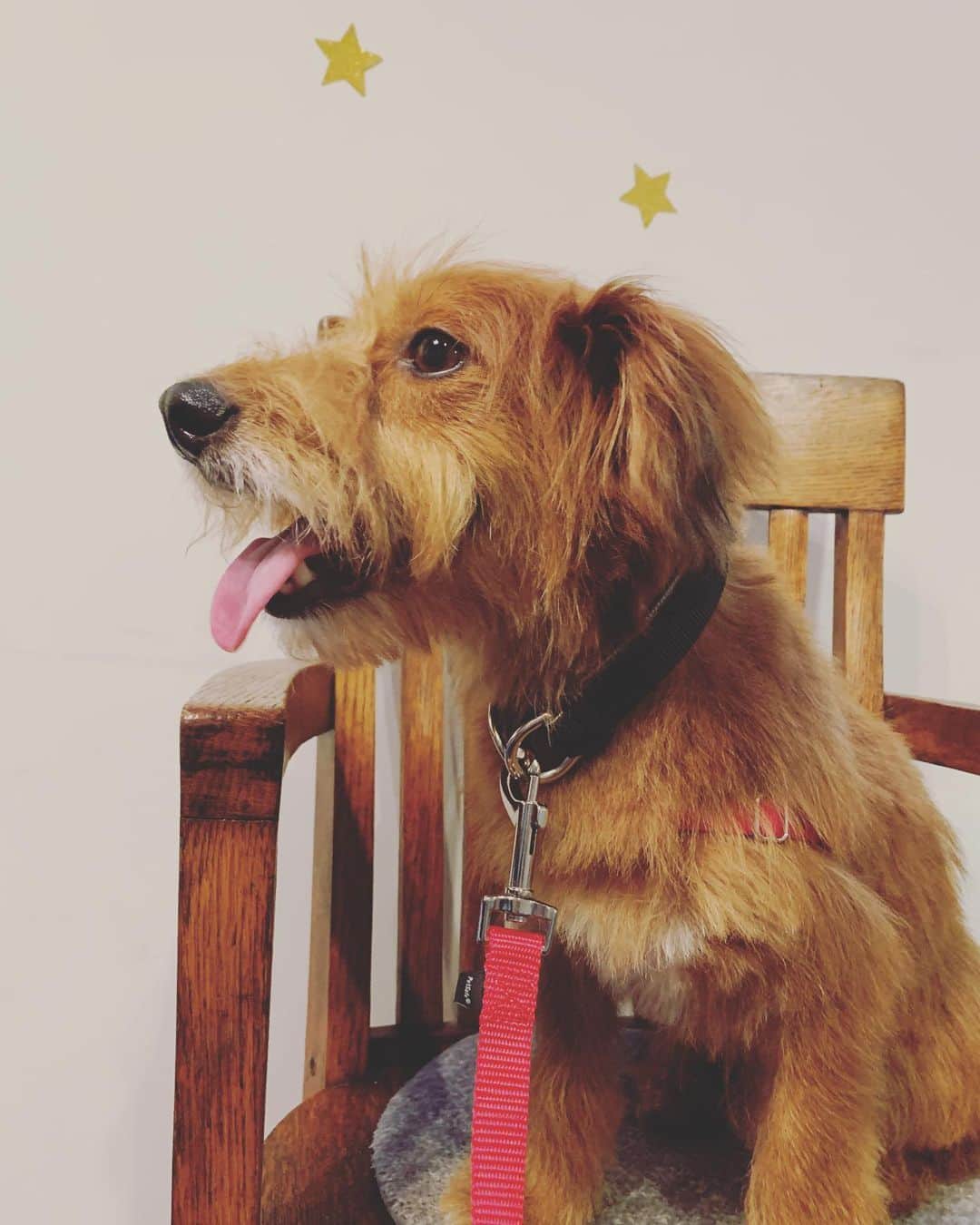 河口恭吾のインスタグラム：「飼い始めて初のトリミング  結構大人しくしてたようです。  モサモサだったのをこざっぱりしてもらいました。  これで多少涼しく過ごせると良いのですが。  #保護犬を家族に  #保護犬と暮らそう #保護犬と暮らす #保護犬という選択を  #保護犬モギー」