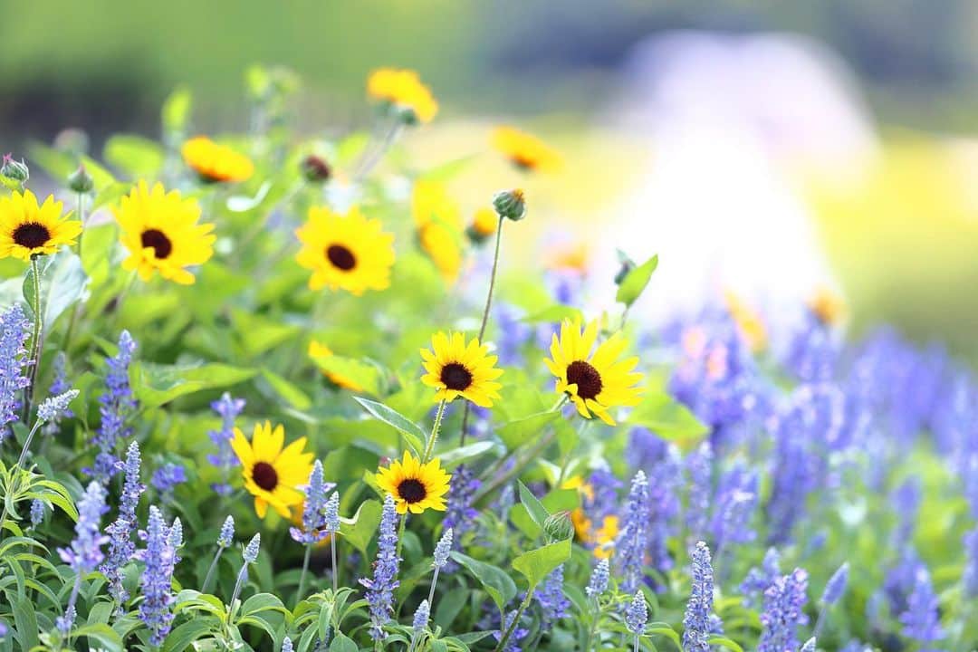 kiccyomuのインスタグラム：「☀️ 2023.08.11 Fri #昭和記念公園 #向日葵 🌻と ブルーサルビア ？ 綺麗なお花の寄せ植え📸  今日も天気良くて暑過ぎだった💦 台風🌀の動きも心配です😅  location #東京 ❣️ 📷撮影 2023年8月4日」