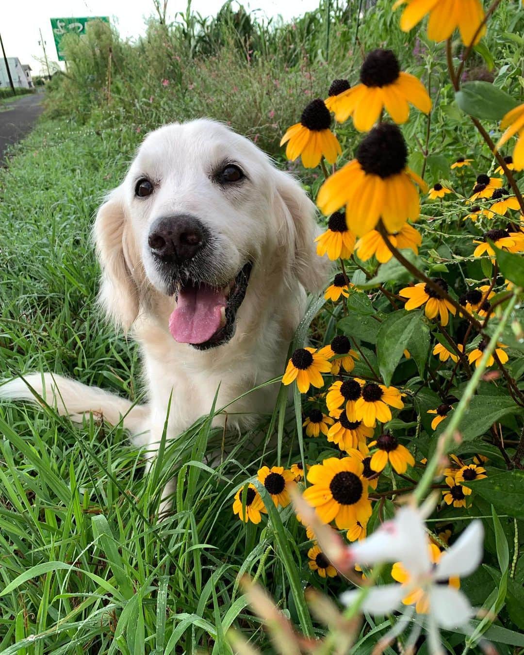 P太郎ママさんのインスタグラム写真 - (P太郎ママInstagram)「#花と犬 ひまわり🌻ぽい花ー。 いろいろ。 だだちゃん、可愛い❤️」8月11日 19時12分 - ptarodada