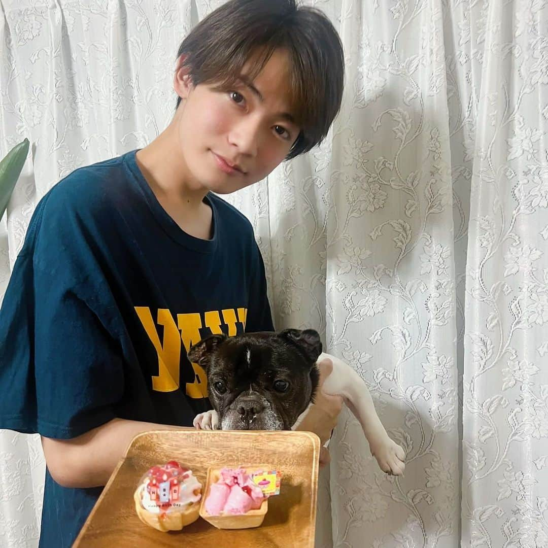 内田蓮のインスタグラム：「一昨日はもうちゃん10歳の誕生日でした👏 家族みんなでお祝いをしました🥂 犬にとっての10歳は人間で言うと60歳くらいらしぃ ちなみに誕生日プレゼントであげたこのワニみたいなのはラスボスドラゴンっていうみたい！  #内田蓮 #ニコラ #nicola #ニコラメンズモデル #メンモ #メンズモデル #フレンチブルドッグ #フレブル」