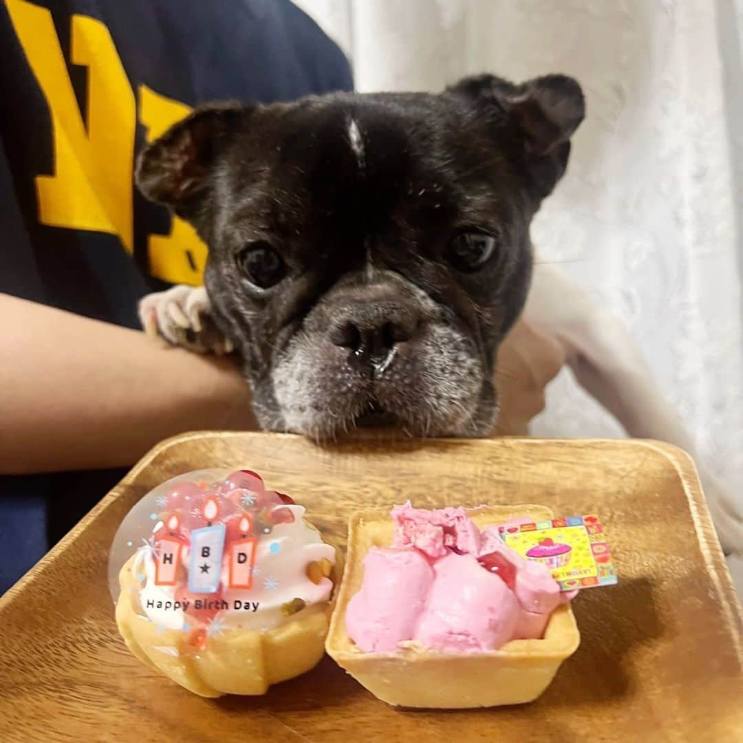 内田蓮さんのインスタグラム写真 - (内田蓮Instagram)「一昨日はもうちゃん10歳の誕生日でした👏 家族みんなでお祝いをしました🥂 犬にとっての10歳は人間で言うと60歳くらいらしぃ ちなみに誕生日プレゼントであげたこのワニみたいなのはラスボスドラゴンっていうみたい！  #内田蓮 #ニコラ #nicola #ニコラメンズモデル #メンモ #メンズモデル #フレンチブルドッグ #フレブル」8月11日 19時13分 - u_ren_ta