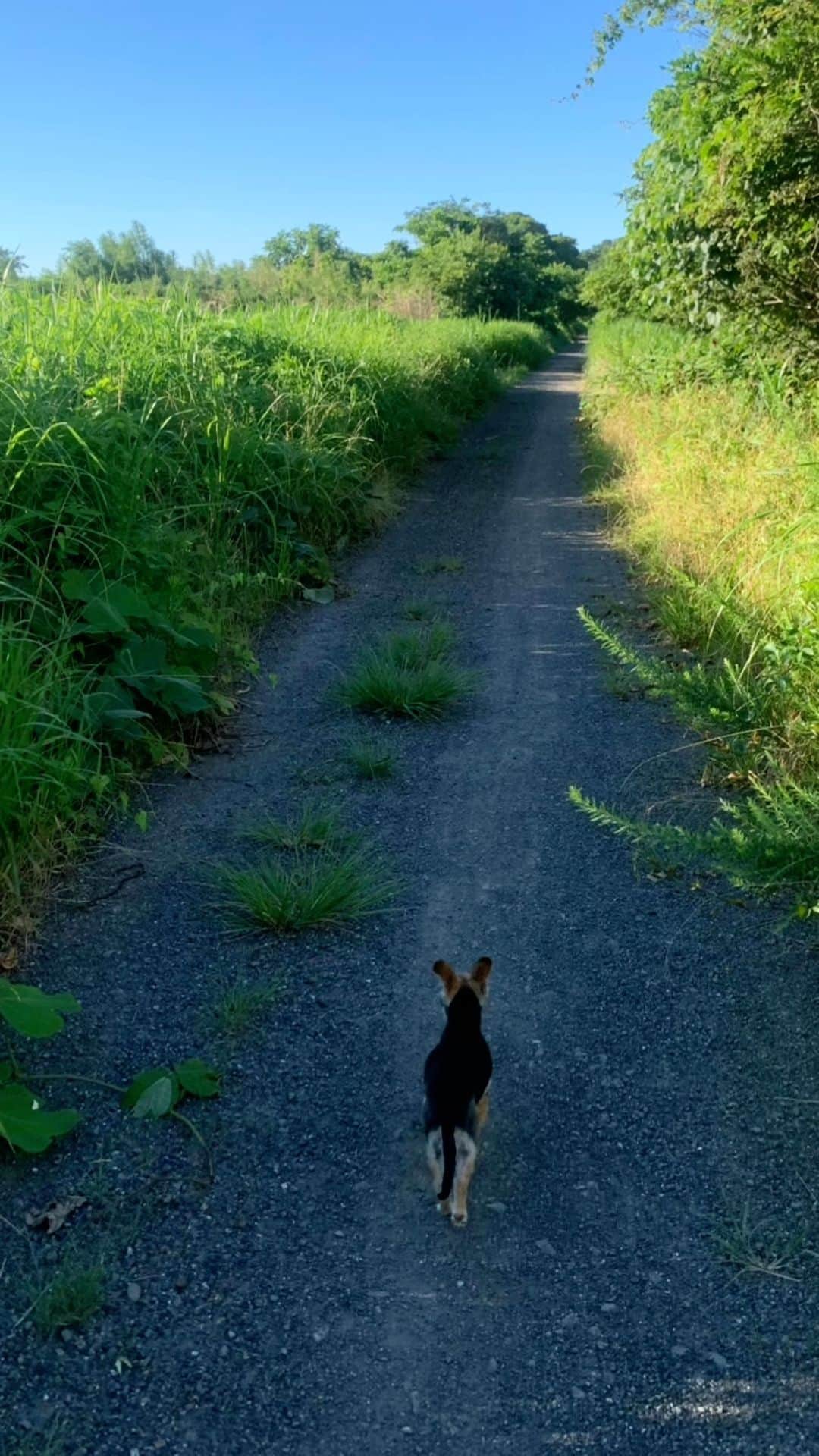 三浦理志のインスタグラム：「小粒が夏の青空へと旅立ちました。  いつもそばに居てくれてありがとう。  みんなに沢山の笑顔と幸せをくれたね。  数えきれないほどの愛をありがとう。  小粒と過ごした約15年間、本当に幸せだったよ。  うちの子になってくれてありがとね。  小粒ありがとう。  #小粒 #rip」