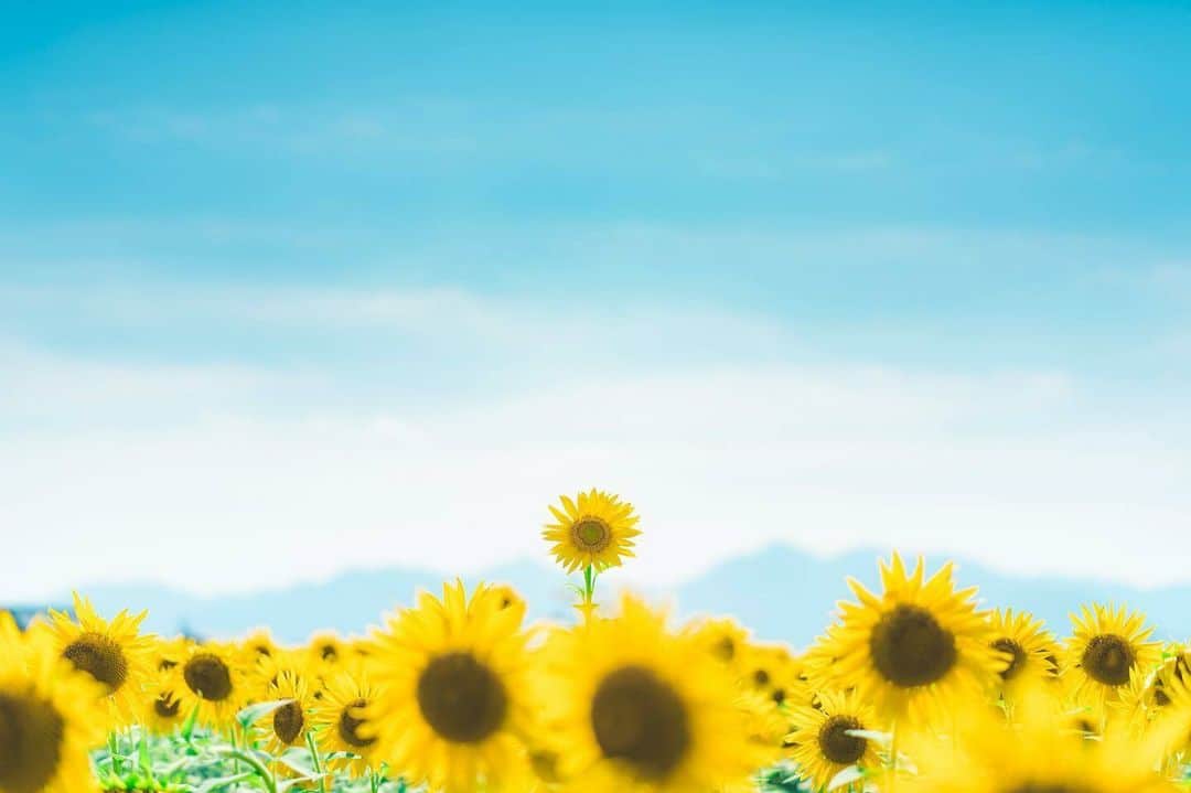 花の写真館のインスタグラム：「Photo by @nkz_039. https://instagram.com/nkz_039/ . Original Post[投稿いただいたURL] https://www.instagram.com/p/Cutfyo0Plih/ . 本アカウントは、 #私の花の写真 をつけてInstagramに投稿された皆さまの花の写真や、「花の写真館」Facebookページで投稿された花の写真を紹介します。 「花の写真館」Facebookページは、「 @floral.photograph 」のプロフィールにあるURLからご覧ください。 . ※各種法令、マナー、関係者の指示に従った撮影をお願いします。 *Please ensure that your photography adheres to all relevant laws, etiquette, and instructions issued by authorized persons. ※本アカウントは東京カメラ部がFacebook、Instagramのサービスを利用して運営しているもので、Meta社・Instagramとは一切関係ありません。 . #花の写真館 #floralphotograph #floralphoto #flower #flowers Follow: @floral.photograph」