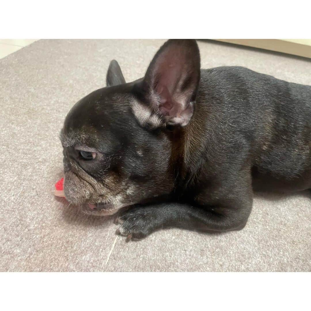 水沢史絵さんのインスタグラム写真 - (水沢史絵Instagram)「もっちゃんは手が短くてガジガジが両手で持てないんだけど、私の草履とかベッドのふちを上手に使ってガジガジしてます でもだいたいは私が持つ係をやらされます   #frenchbulldog  #フレンチブルドッグ #おいもちゃん」8月11日 19時43分 - mizusawafumie