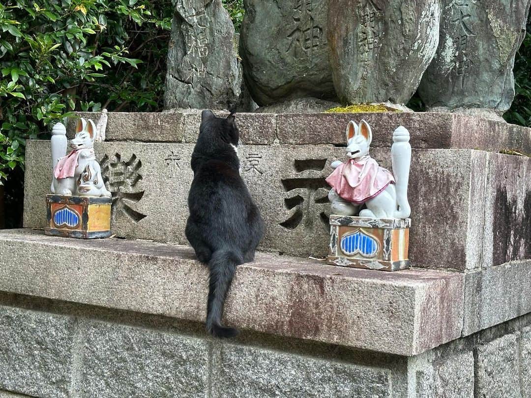 Atsukoさんのインスタグラム写真 - (AtsukoInstagram)「・ 伏見稲荷大社へ参拝に ・ ・ 今回は三つ辻まで。帰り道の荒木神社近くで、保護猫さんと戯れる。次回こそは山頂までいけるかなあ。 ・ ・ #kyoto #京都 #伏見稲荷大社」8月11日 19時44分 - atsuko12