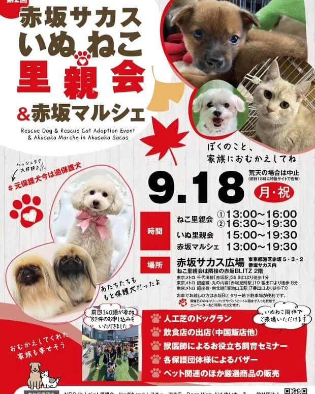 武東由美さんのインスタグラム写真 - (武東由美Instagram)「第2回　赤坂サカス　犬猫里親会&マルシェ ワンライフも参加させていただきます ブースにいます！ ぜひぜひ　いらしてください！  #武東由美 #モト冬樹#保護団体#保護活動 #保護犬を家族に #里親会 #赤坂サカス #赤坂サカス広場 #ワンライフ #和歌山#アロハイーリオ」8月11日 19時54分 - pochalime12