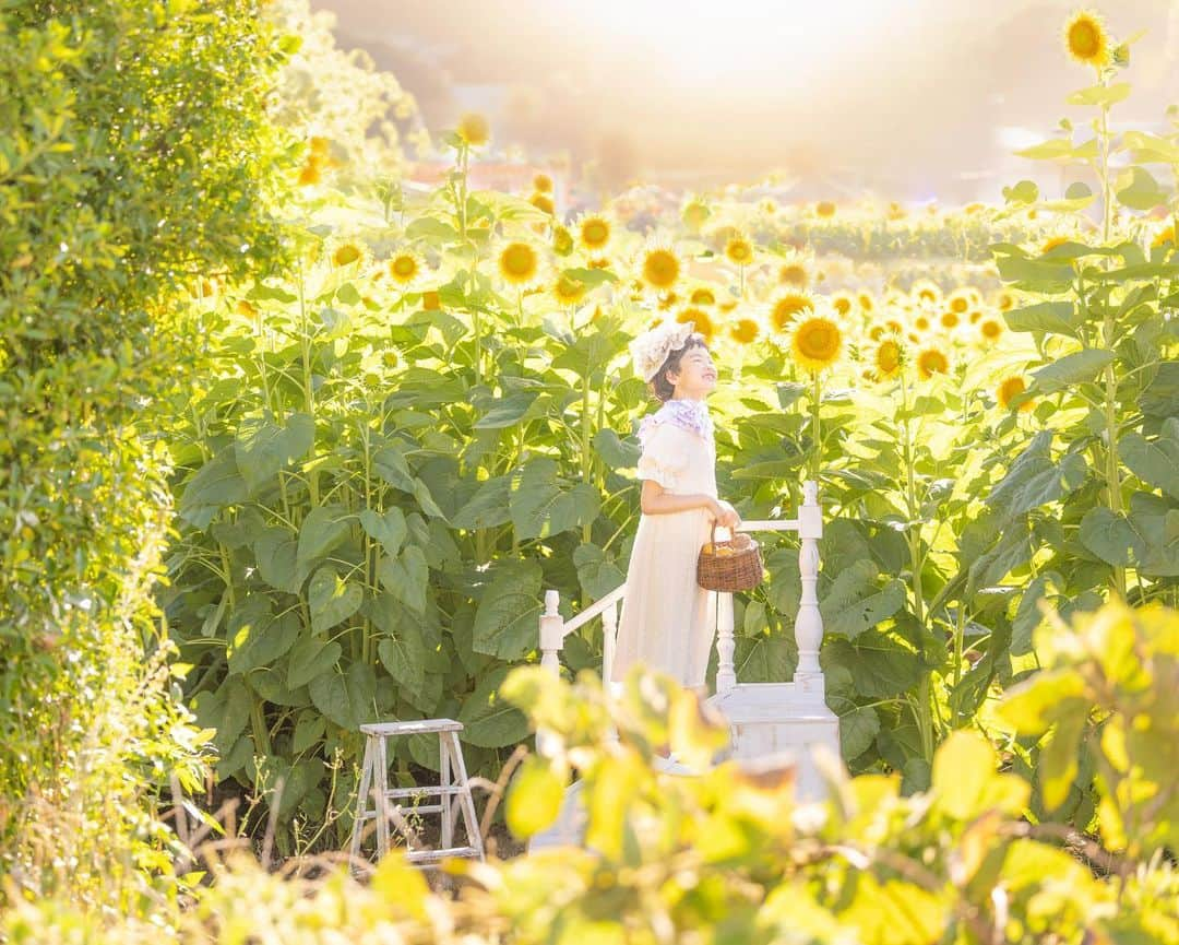 保坂さほのインスタグラム：「#そとさほ ロケの個人撮影♡ 実は空いた時間にちょこちょこ受けてます♪  先週ロケハンした向日葵畑が全て枯れていて呆然、、😱 気を取り直して同じエリアの唯一満開だった向日葵畑で撮影してきました🌻  背が高い向日葵だったので、旦那さん手作りの階段を持ち込んで撮影♡ちょうど良い高さで夕焼けの光と満開の向日葵で大満足な写真が撮れました❤️  そのあとすぐ近くの海でもサンセット撮影したよ♡  人がいなくてセットが置ける向日葵畑を探し、特別に許可取りしてくださった千葉県のフォトスタジオ  @photostudio_mou_masaki @photostudio_mou_takuro さん、今回も本当にありがとうございました♡  こちらのフォトスタジオは今年5月に保坂さほプロデュースさせて頂き、現在リニューアルしたスタジオで個人撮影を受けています♡ ぜひチェックされてください💕  ♡  ♡  ♡  #保坂さほ#ロケ#ロケーションフォト #ロケーション撮影 #キッズ撮影会#キッズ撮影#ベビー撮影会#ベビー撮影#ファミリーフォト#ファミリーフォト撮影 #東京ママ#東京キッズ#関東ママ#関東キッズ#ママフォトグラファー#ママカメラ#ママカメラマン#ママカメラ部 #東京フォトスタジオ#東京写真館#フォトスタジオ#写真館#ロケーション撮影会 #ロケ撮影会#埼玉ママ#ロケ撮影 #ロケハン#ロケーション撮影 #ひまわり撮影#向日葵撮影」