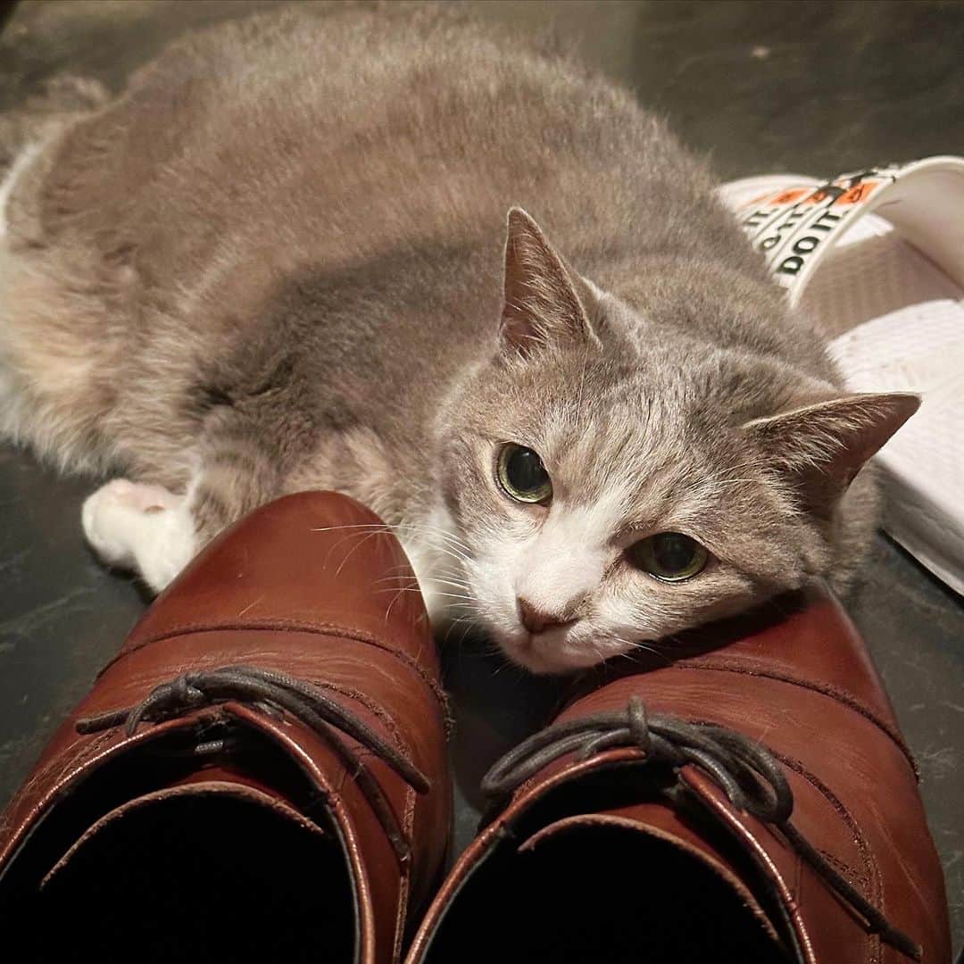 モアレ & クリエのインスタグラム：「玄関で涼を取るモアレさん。そこ汚れるからやめて😫  #モアクリ #moacrie #ねこ #猫 #cat #catsagram #ねこすたぐらむ #にゃんすたぐらむ #猫のいる暮らし #ねこのいる生活」