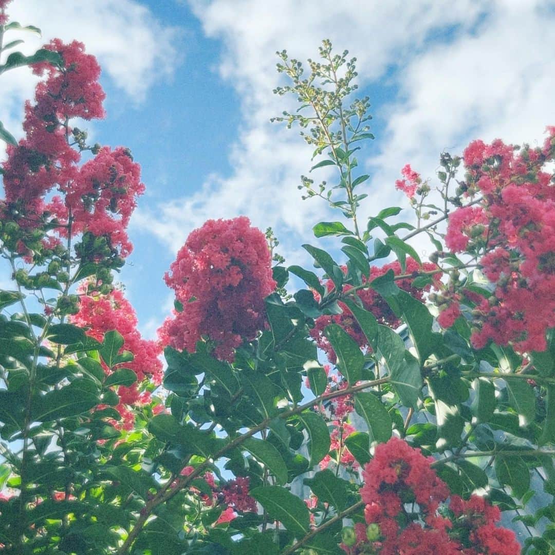 松本妃代のインスタグラム：「. 百日紅のお花🌺夏ぅ！」