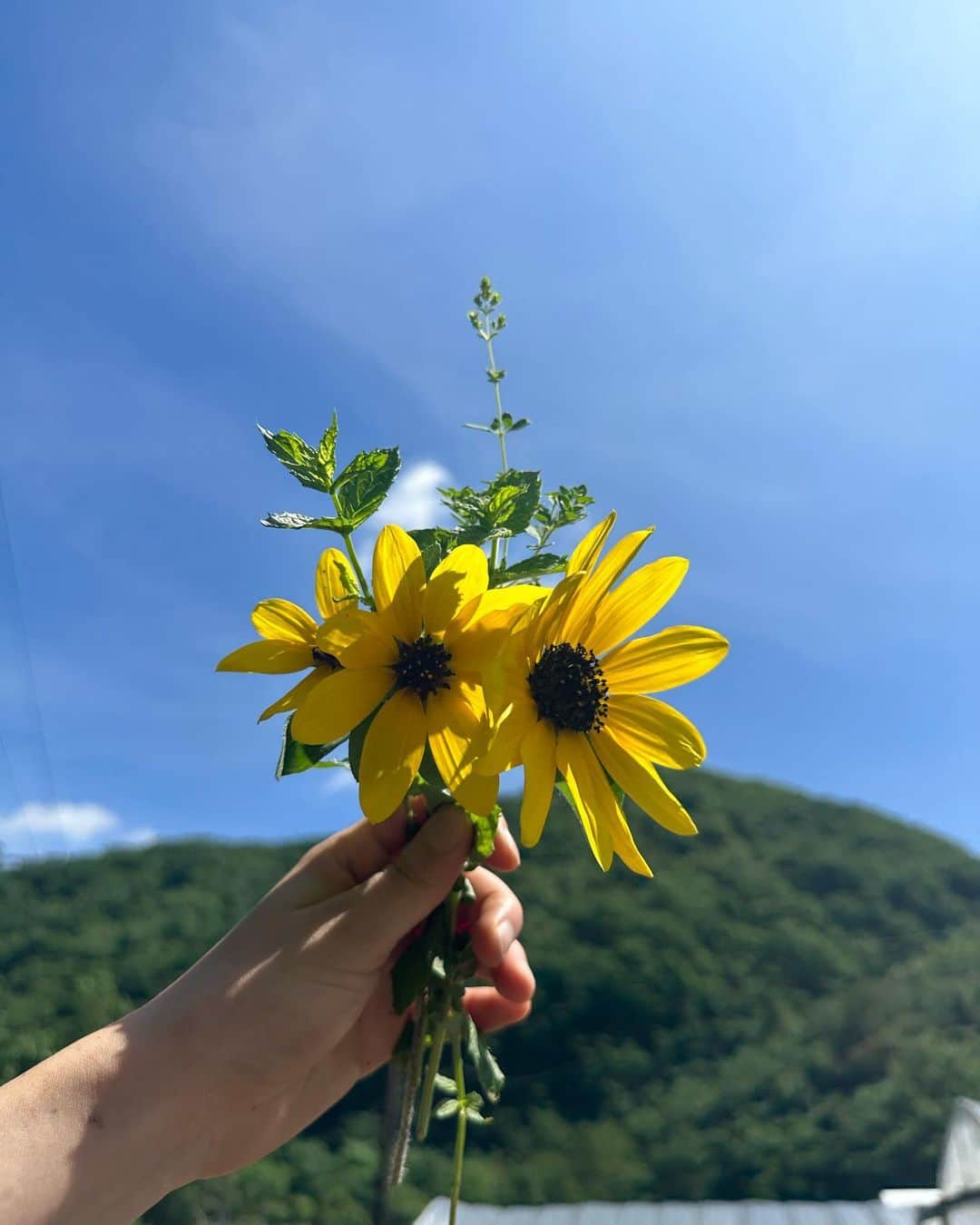 sayoko_betseyさんのインスタグラム写真 - (sayoko_betseyInstagram)「イベントのお知らせ📢🐿🌽 ⁡ \無印良品つながる市/ ⁡ 8月19(土), 20(日) 11:00〜17:00 location▶︎ 札幌PARCO 6F Open MUJIスペース ⁡ にて、谷口めぐみ農園 @taniguchimegumi_farm  の野菜販売があります🫶　 小別沢の直売所に行けない人や、シーズン会員じゃなくてもめぐさんのお野菜が買えるチャンス ⁡ そして、めぐさんの農園内でシェアファームをしている私達も、エディブルフラワーやハーブを一緒に販売させてもらう事になりました ブーケにして持っていこうと作戦会議中だよ💐 ⁡ シェアファームに遊びに来たいと言ってくれる方も多いけれど、なかなか招待する事もできないので、街中でのプチ発表会に来てくれたら嬉しいです🐰 ⁡ 最新情報はストーリーズで更新していくと思うので、そちらもチェックお願いします🤲 ⁡ ではつながる市で🐿 ⁡ #sapporo #hokkaido #北海道 #札幌 #北海道移住 #シェアファーム #無印良品 #無印良品つながる市 #札幌PARCO #野菜が好き #ハーブ #エディブルフラワー #週末野心 #北海道に恋してる」8月11日 20時34分 - sayoko_betsey