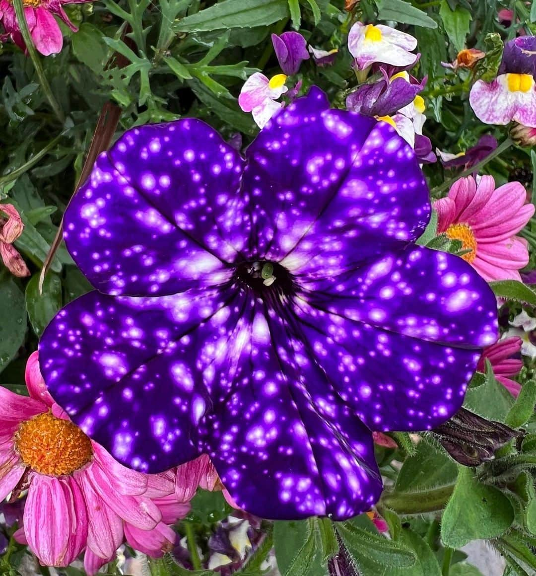 マリオン・コティヤールさんのインスタグラム写真 - (マリオン・コティヤールInstagram)「💜 petunia night sky!!!」8月12日 2時19分 - marioncotillard