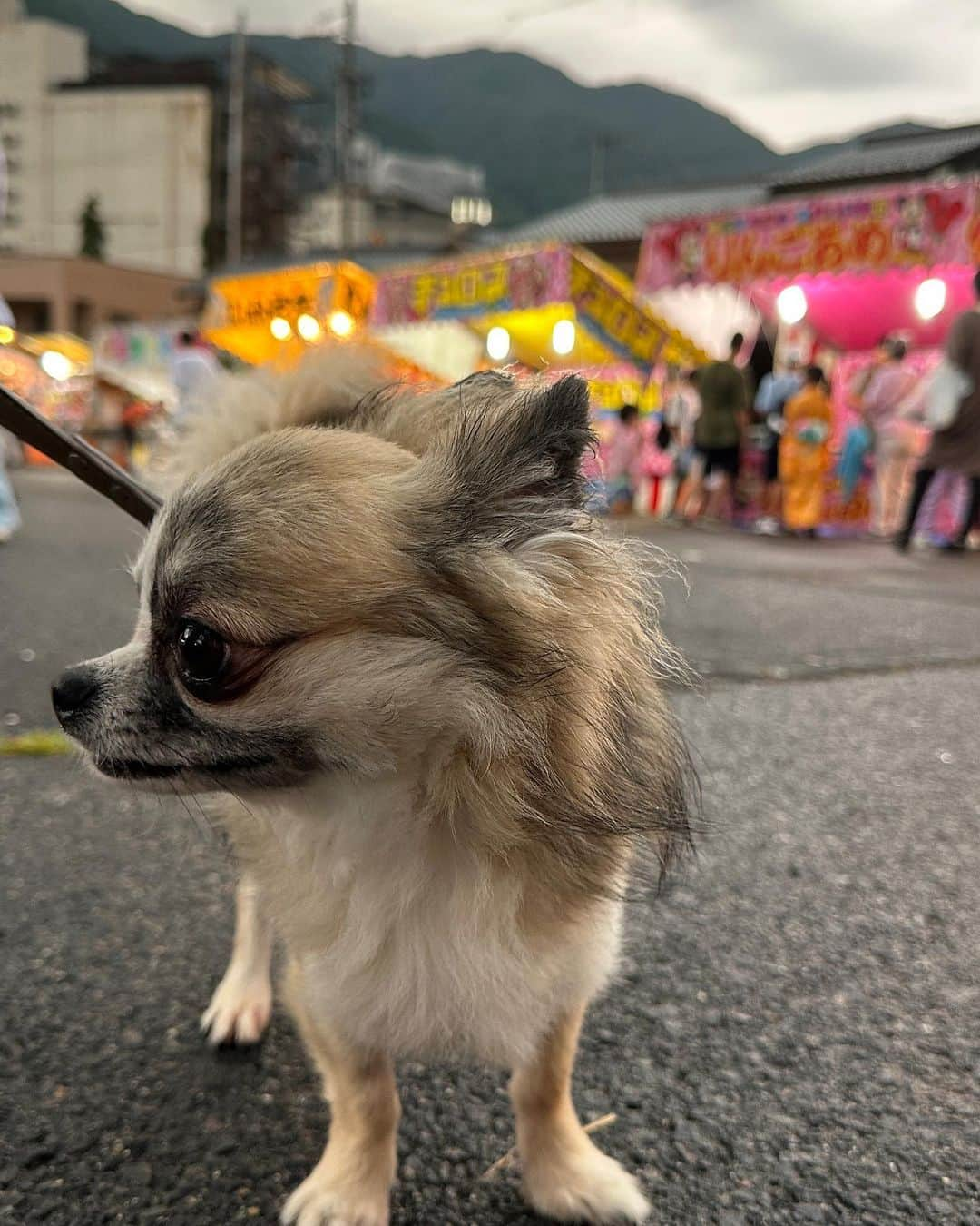 山内 大成 さんのインスタグラム写真 - (山内 大成 Instagram)「愛犬🐶コジローが8/1で３歳になりました🎂🎊 今年はコジローと2人で岐阜にバイクで🏍️行きました🤗✨  皆さんは下呂温泉♨️行った事ありますか？☺️✨ おすすめです♪  #ショートヘアスタイル#サイドスタイル#ヘアスタイル#ショートカット#ボブ#ショート#ショートヘア#ショートボブ#丸みショート#ショート女子#前髪カット」8月11日 21時21分 - i._hair_tonsan