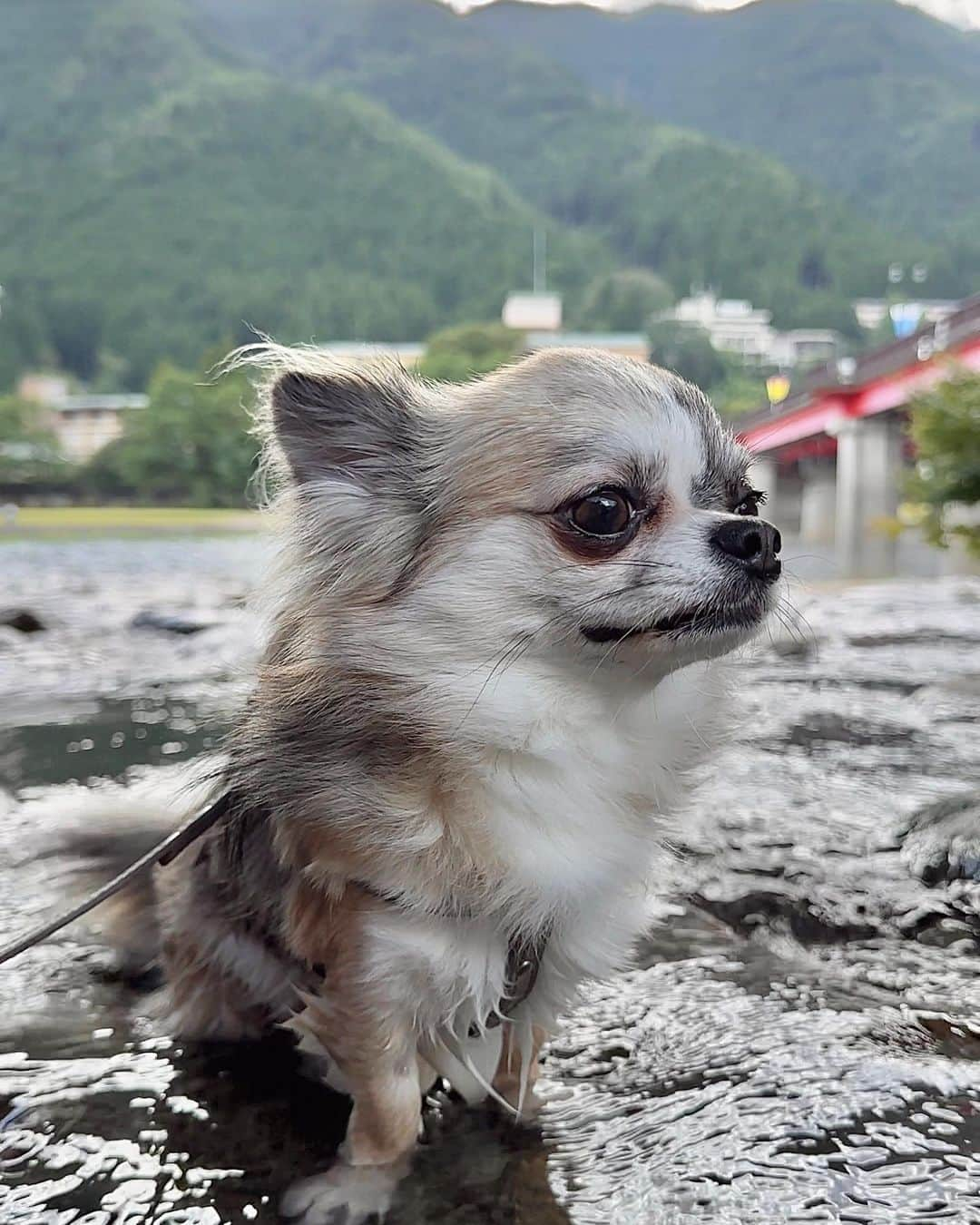 山内 大成 のインスタグラム：「愛犬🐶コジローが8/1で３歳になりました🎂🎊 今年はコジローと2人で岐阜にバイクで🏍️行きました🤗✨  皆さんは下呂温泉♨️行った事ありますか？☺️✨ おすすめです♪  #ショートヘアスタイル#サイドスタイル#ヘアスタイル#ショートカット#ボブ#ショート#ショートヘア#ショートボブ#丸みショート#ショート女子#前髪カット」