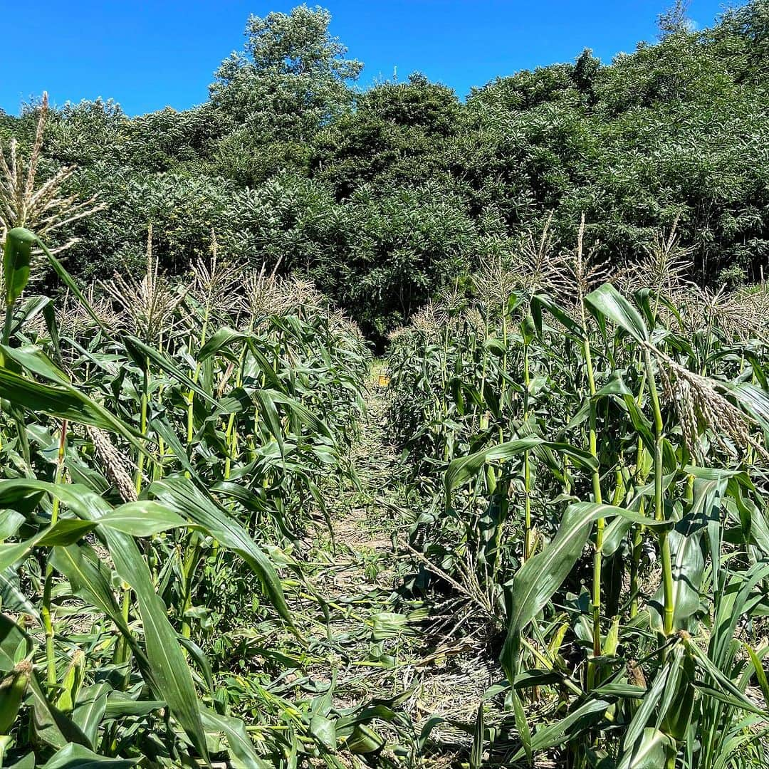 百瀬俊介さんのインスタグラム写真 - (百瀬俊介Instagram)「CONNECT FARM 2023  今年もこの季節がやってきました🌽  シャインマスカットやメロンのような糖度18度を超える極甘とうもろこしにこの度「金太郎」と名付けました！  一粒一粒が黄金色に輝き果汁のような水々しさととうもろこしの実の皮の薄さが特徴的でとにかく甘いとうもろこしを長野県で育てています！  届いたその日はその甘さを感じてほしくぜひ皮を剥いて生で食べていただきたい！  今まで出会ったことのない衝撃が走るはずです。  野菜は鮮度が命！  野菜は果物と違い採れたてが最高に美味い状態です。  お届けするとうもろこし「金太郎」は早朝4:00から収穫を行い1本1本丁寧にフィルム袋に詰めて箱に詰めてその日のうちに配送の手配をしてお手元にお届けしています。  通販サイトではお陰様で予約購入が昨日完売となりましたが収穫数の方も更に増やして通販用の在庫数を補填することができそうなので予約販売の枠をさらに増やして継続して購入が可能です。  一年に一度の季節ものですが年々コネクトファームの認知も広まってきています。  都内、ミシュランのレストランから日本橋高島屋さんではフルーツショップオザキさんのお力添えの下、初の試みで朝採れ市を開催し見事に完売。  ご友人の贈り物やお中元に採用してくださる企業も増えてすでに来年の収穫数の検討もはじめているくらい有り難くたくさんの方々に食べていただいています。  本当に感謝です！  何事も食べてみないと分からないだけに食べていただいた衝撃のリアクションは我々にとっての喜びです！  子どもからお年寄りまで老若男女問わず楽しんでいただける極甘とうもろこし「金太郎」をぜひまだ食べたことないという方、試してみたいという方は気軽にお声がけください！  これからの農業の在り方、丹精込めて作った野菜の価値も上げていきたいと考えています。  たかがとうもろこし、されどとうもろこしですが何より笑顔になる化学反応をお届けします！  #コネクトファーム #極甘とうもろこし #金太郎 #野菜の価値を上げよう #connectfarm #長野県上田市」8月11日 22時01分 - momose_shunsuke