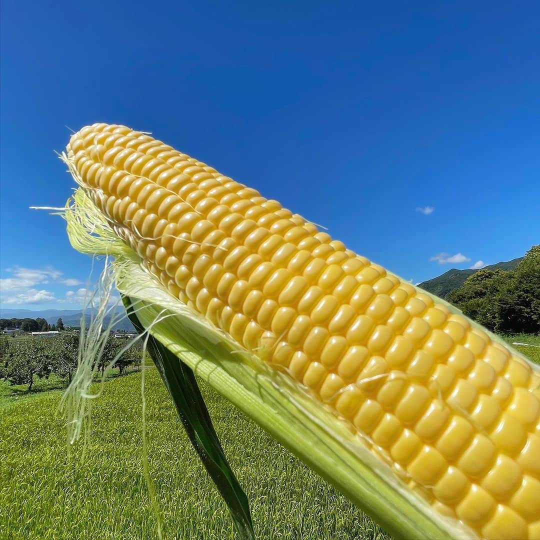 百瀬俊介さんのインスタグラム写真 - (百瀬俊介Instagram)「CONNECT FARM 2023  今年もこの季節がやってきました🌽  シャインマスカットやメロンのような糖度18度を超える極甘とうもろこしにこの度「金太郎」と名付けました！  一粒一粒が黄金色に輝き果汁のような水々しさととうもろこしの実の皮の薄さが特徴的でとにかく甘いとうもろこしを長野県で育てています！  届いたその日はその甘さを感じてほしくぜひ皮を剥いて生で食べていただきたい！  今まで出会ったことのない衝撃が走るはずです。  野菜は鮮度が命！  野菜は果物と違い採れたてが最高に美味い状態です。  お届けするとうもろこし「金太郎」は早朝4:00から収穫を行い1本1本丁寧にフィルム袋に詰めて箱に詰めてその日のうちに配送の手配をしてお手元にお届けしています。  通販サイトではお陰様で予約購入が昨日完売となりましたが収穫数の方も更に増やして通販用の在庫数を補填することができそうなので予約販売の枠をさらに増やして継続して購入が可能です。  一年に一度の季節ものですが年々コネクトファームの認知も広まってきています。  都内、ミシュランのレストランから日本橋高島屋さんではフルーツショップオザキさんのお力添えの下、初の試みで朝採れ市を開催し見事に完売。  ご友人の贈り物やお中元に採用してくださる企業も増えてすでに来年の収穫数の検討もはじめているくらい有り難くたくさんの方々に食べていただいています。  本当に感謝です！  何事も食べてみないと分からないだけに食べていただいた衝撃のリアクションは我々にとっての喜びです！  子どもからお年寄りまで老若男女問わず楽しんでいただける極甘とうもろこし「金太郎」をぜひまだ食べたことないという方、試してみたいという方は気軽にお声がけください！  これからの農業の在り方、丹精込めて作った野菜の価値も上げていきたいと考えています。  たかがとうもろこし、されどとうもろこしですが何より笑顔になる化学反応をお届けします！  #コネクトファーム #極甘とうもろこし #金太郎 #野菜の価値を上げよう #connectfarm #長野県上田市」8月11日 22時01分 - momose_shunsuke