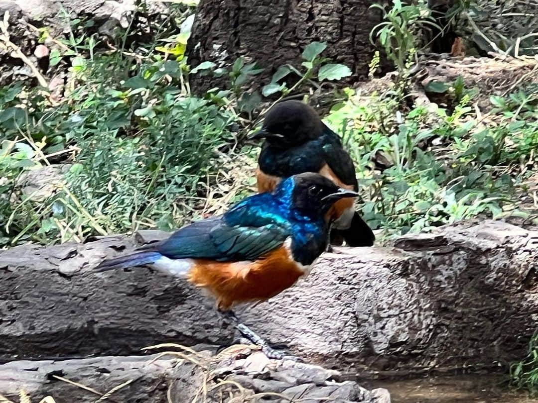 榎戸教子さんのインスタグラム写真 - (榎戸教子Instagram)「セレンゲティ国立公園。 セレンゲティとは マサイ語で「果てしなく広がる平原」。  娘はパジャマのままです。  世界遺産に登録されているタンザニアの国立公園。 東京、千葉、埼玉、神奈川を足したよりも広いんですって。  #serengetinationalpark #tanzania #worldheritage #worldtraveler #trip #africa #nationalpark #elephant #lion」8月11日 22時17分 - noriko_enokido