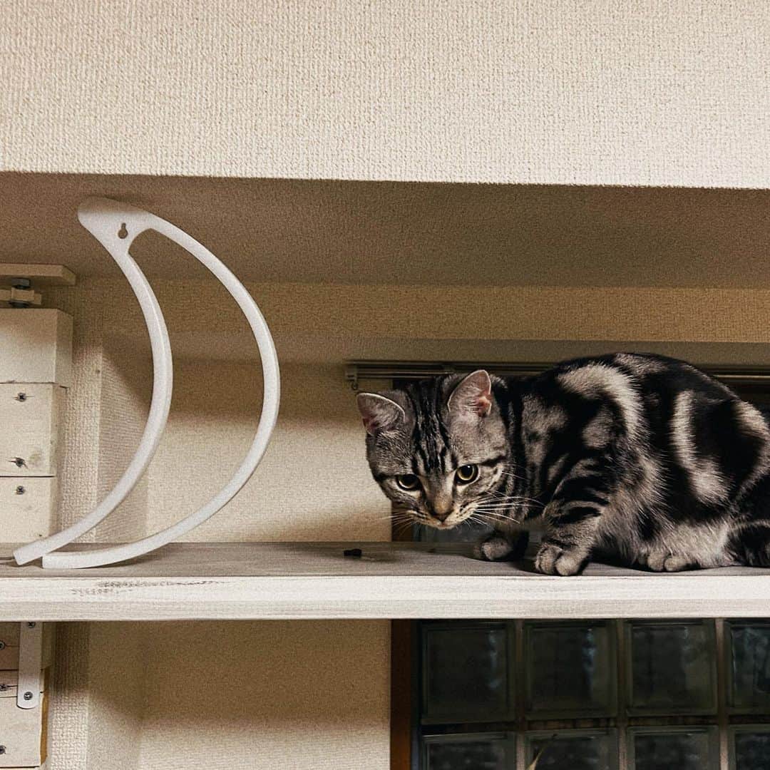 森岡朋奈さんのインスタグラム写真 - (森岡朋奈Instagram)「朋にゃん  #猫  #猫のいる暮らし  #猫部  #アメリカンショートヘア」8月11日 23時04分 - morioka_tomona