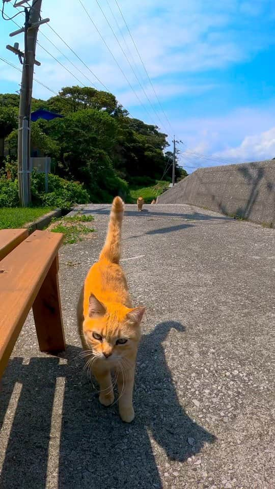 感動猫動画のインスタグラム：「猫島で海辺にあるベンチに座ると猫が集まってきて取り囲まれる」