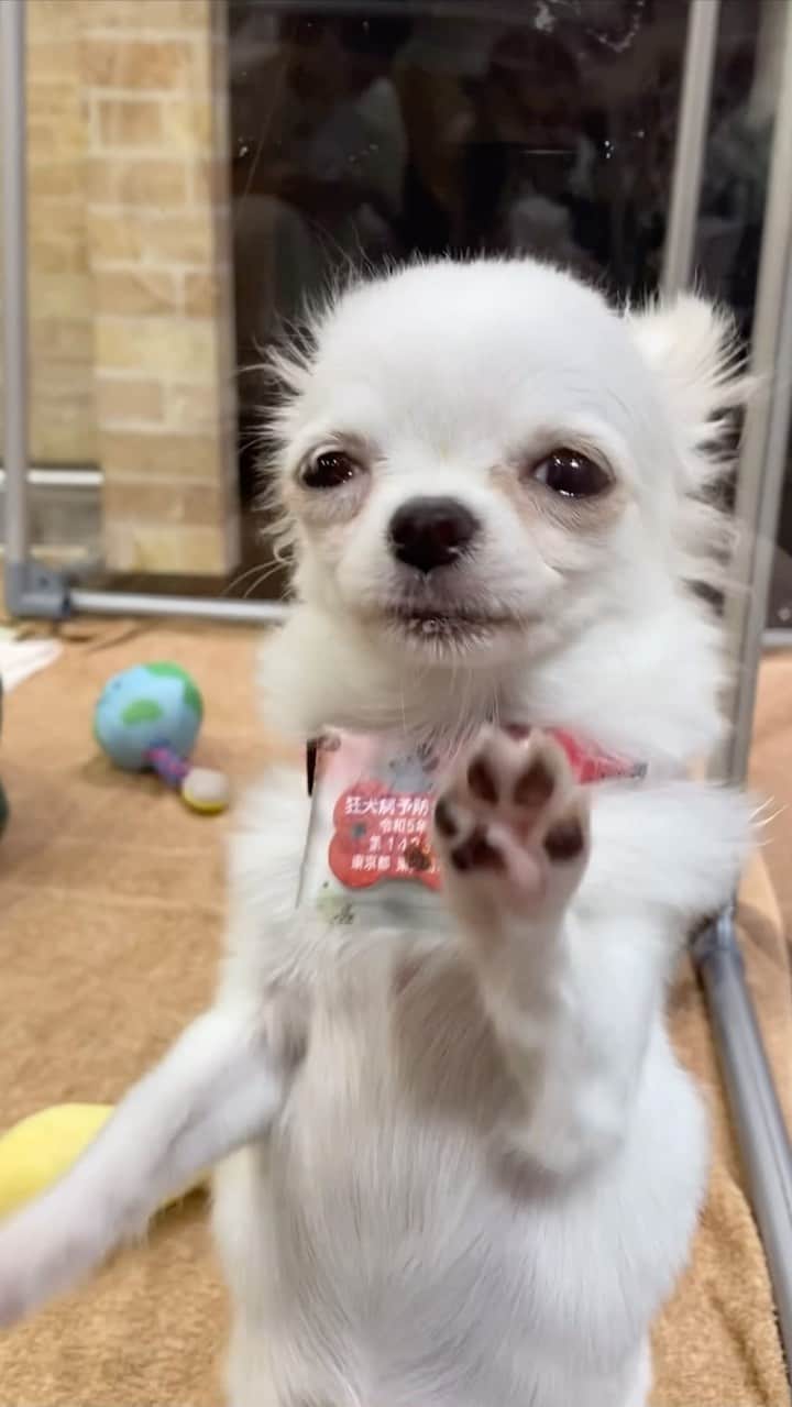 吉井美優のインスタグラム：「癒やし度100% 🐶🐱♡  #犬カフェ#猫カフェ」