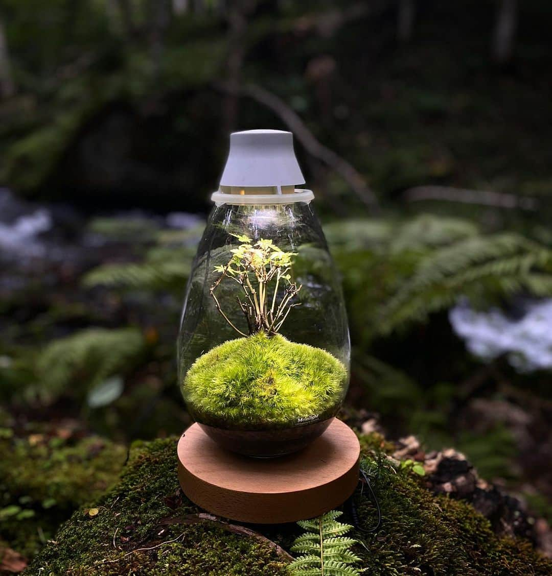 Mosslight-LEDさんのインスタグラム写真 - (Mosslight-LEDInstagram)「Mosslight  #mosslight #モスライト  #terrarim#テラリウム #moss#苔#コケ#paludariums #パルダリウム #terrariums#terariums #terariumdesign」9月9日 20時35分 - mosslight1955