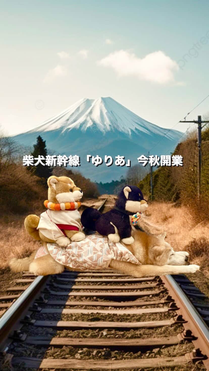 柴犬 けんしろう ゆりあのインスタグラム：「🚄🐶🐶  柴犬新幹線「ゆりあ」 今秋開業〜🚄✨  先日、まろんさん宅で乗客2名乗せ テスト走行を無事終えました笑  みなさん、柴犬新幹線「ゆりあ」 どこを走行して欲しいですかー？🤣  この寝姿をおみせすると お友だちにいつも笑われちゃうんですが ゆりあは昔から、この新幹線寝をします🚄😪  #新幹線 #shinkansen  #新幹線寝 #しばいぬ #柴犬新幹線ゆりあ」
