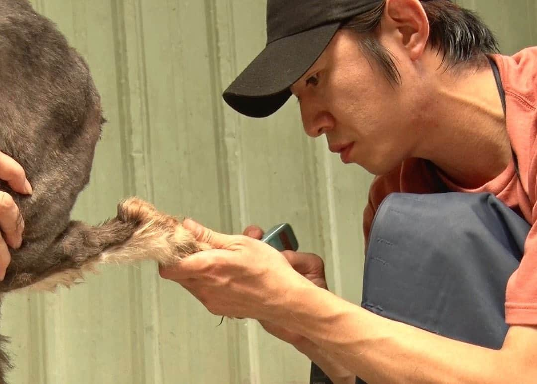 天才！志村どうぶつ園さんのインスタグラム写真 - (天才！志村どうぶつ園Instagram)「初めての海外での保護犬トリミング、いかがでしたでしょうか🐶🛁❓  番組にとっても、 台湾の保護犬たちのかわいさを 改めて感じることができた機会となりました。  世界中の保護犬たちが １匹でも多く幸せな未来になりますように！！！  #嗚呼みんなの動物園  #相葉雅紀 #サンシャイン池崎 #猫おじさん #保護犬 #トリミング #24時間テレビ」9月9日 20時47分 - minnano_zoo_ntv