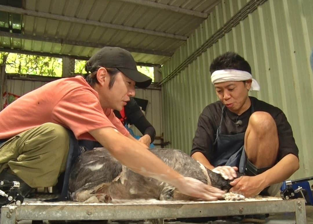 天才！志村どうぶつ園のインスタグラム：「初めての海外での保護犬トリミング、いかがでしたでしょうか🐶🛁❓  番組にとっても、 台湾の保護犬たちのかわいさを 改めて感じることができた機会となりました。  世界中の保護犬たちが １匹でも多く幸せな未来になりますように！！！  #嗚呼みんなの動物園  #相葉雅紀 #サンシャイン池崎 #猫おじさん #保護犬 #トリミング #24時間テレビ」