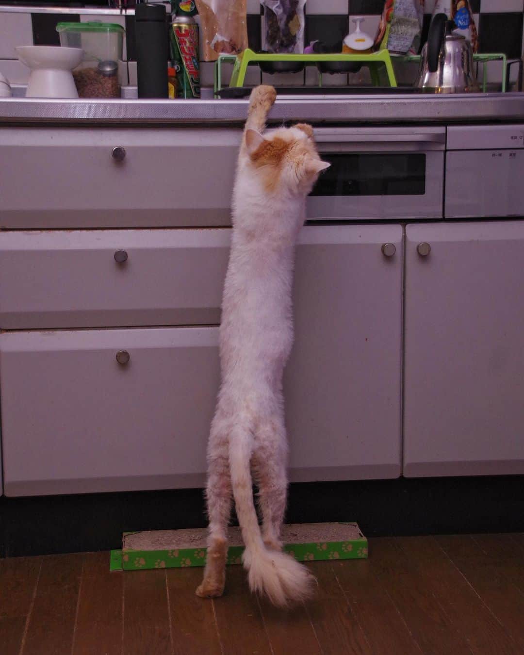 Kachimo Yoshimatsuさんのインスタグラム写真 - (Kachimo YoshimatsuInstagram)「ほそなが〜〜い！  #うちの猫ら #猫 #ねこ #okaki #ニャンスタグラム #にゃんすたぐらむ #ねこのきもち #cat #ネコ #catstagram #ネコ部 http://kachimo.exblog.jp」9月9日 21時03分 - kachimo