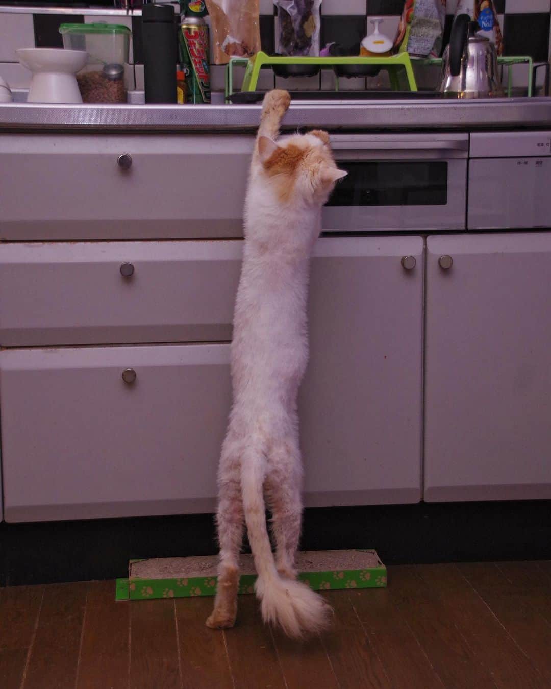 Kachimo Yoshimatsuのインスタグラム：「ほそなが〜〜い！  #うちの猫ら #猫 #ねこ #okaki #ニャンスタグラム #にゃんすたぐらむ #ねこのきもち #cat #ネコ #catstagram #ネコ部 http://kachimo.exblog.jp」