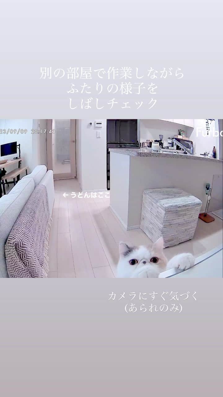 Udon うどんのインスタグラム：「どっちもかわいさアピールしてくるし。 #異業種交流」