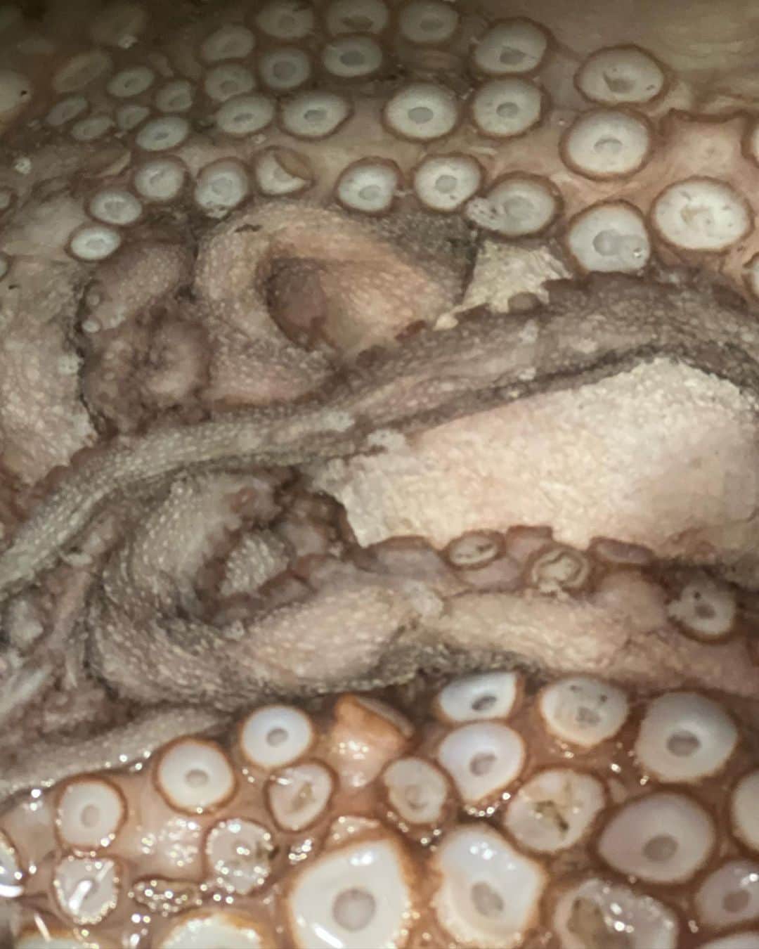 庄司夏子さんのインスタグラム写真 - (庄司夏子Instagram)「Beautiful Octopus 🐙   It’s quite hard to cook octopus nicely. Because normally It takes a long time to cook until tender,but during cooking , the skin of octopus peels off easily ,very delicate🫨 I was able to get advice from a friend who is a sushi chef and I followed his “how to” and froze it once.🐙🍴  Btw this beautiful octopus from @tomu2294 and @verdy 😋🫶🏽」9月9日 21時22分 - natsuko.ete