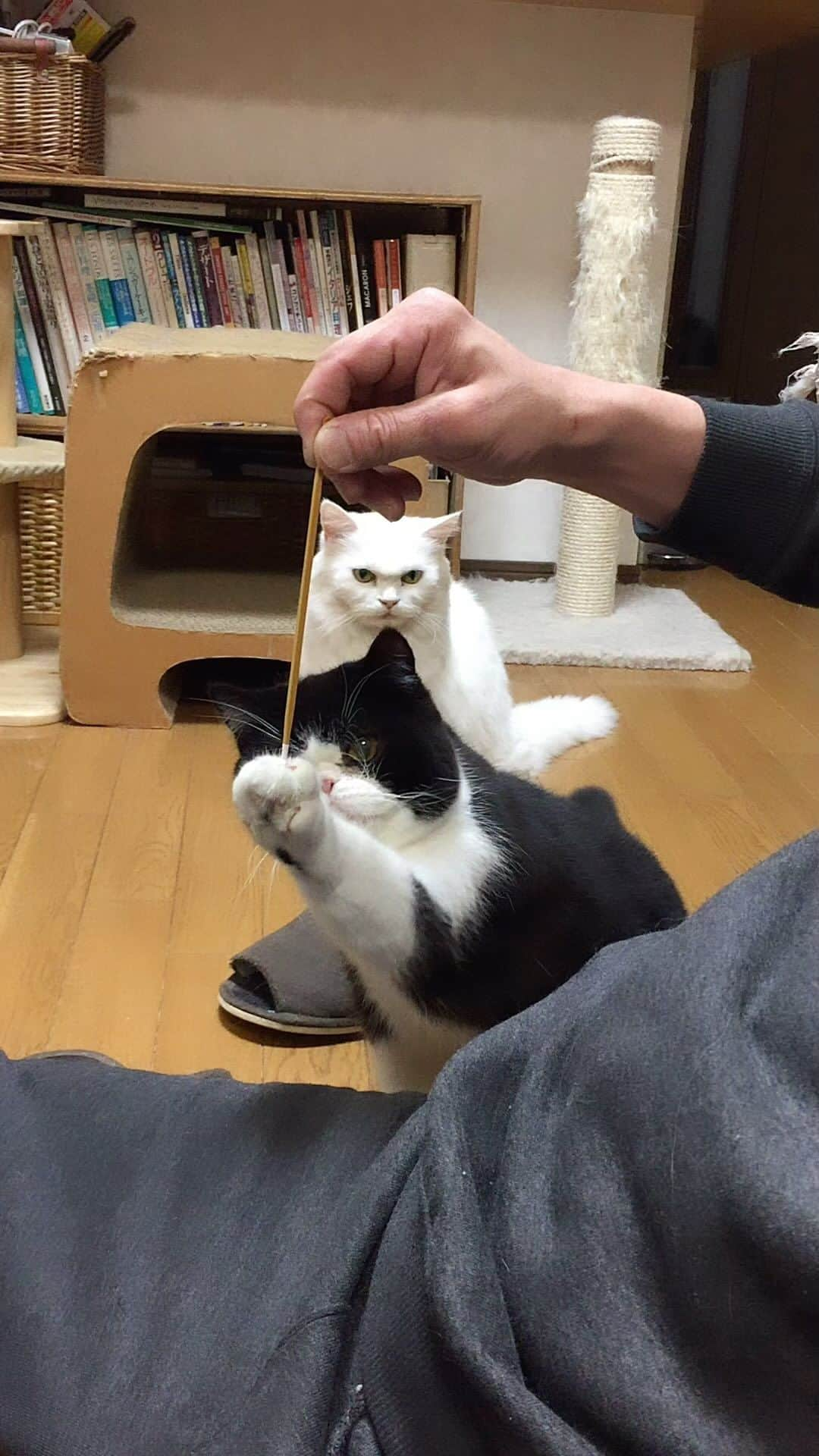 nemuru_catのインスタグラム