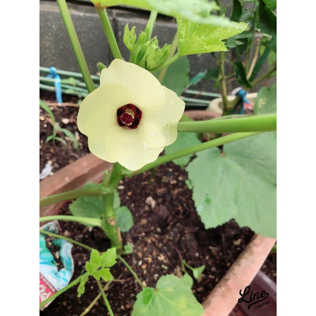 伊藤かずえのインスタグラム：「オクラの花が咲きました。オクラの実もなりました。オクラの花､可憐ですね！ #家庭菜園」