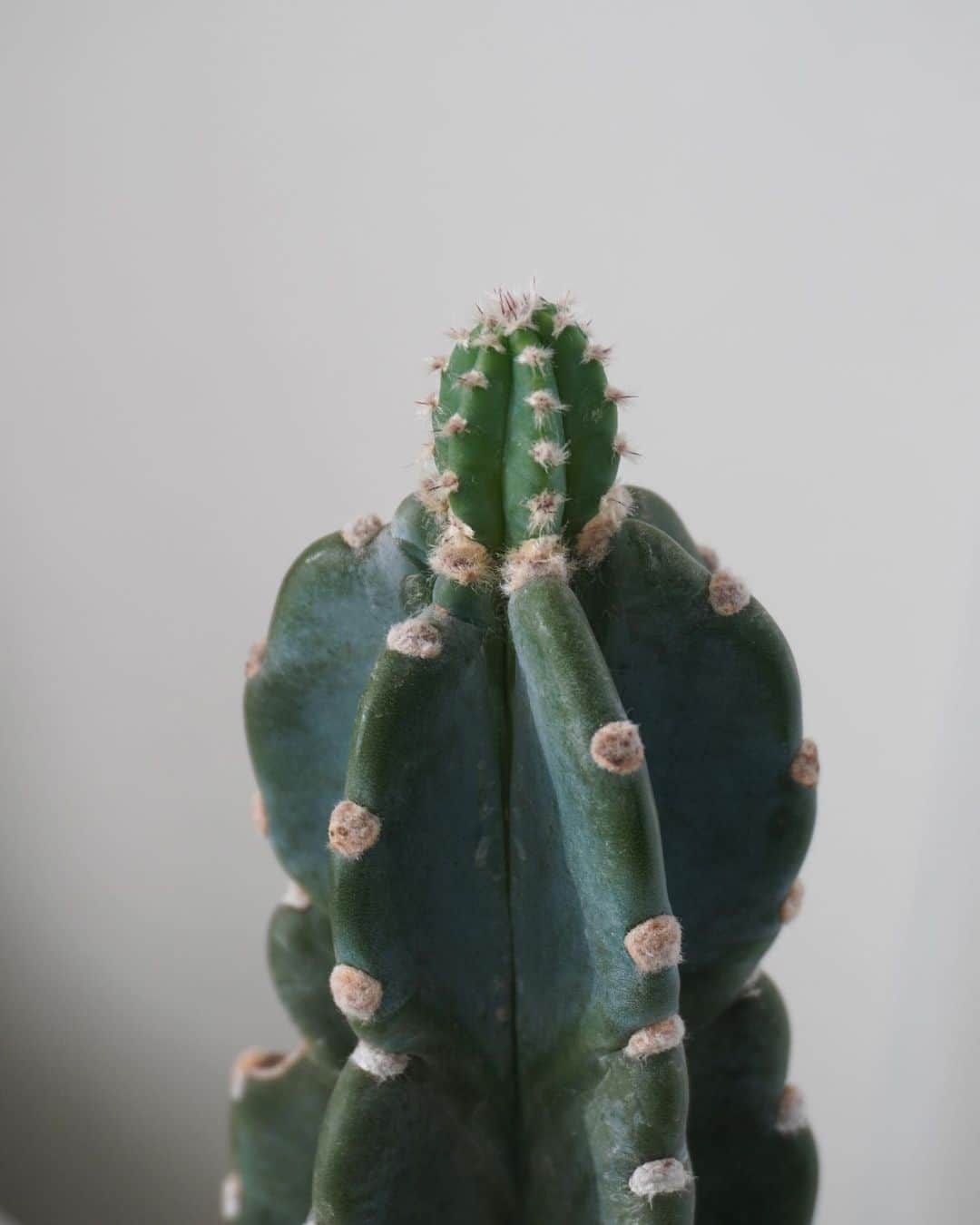 sayumi katoのインスタグラム：「アトリエの多肉植物に赤ちゃんが顔を出してきた🌵 ⁡ 植物ちゃんが元気に芽を出したり成長してくれるとすごく嬉しい。 息子とキャーキャー言いながら家の植物たちを育てています👦🏻🌿🤍 ⁡ ちなみに、サボテンと多肉植物の見分け方が未だに分かりません。 これ、サボテンじゃなくて多肉なんだって👀 ⁡ ⁡ #アトリエ#多肉植物#サボテン#観葉植物」