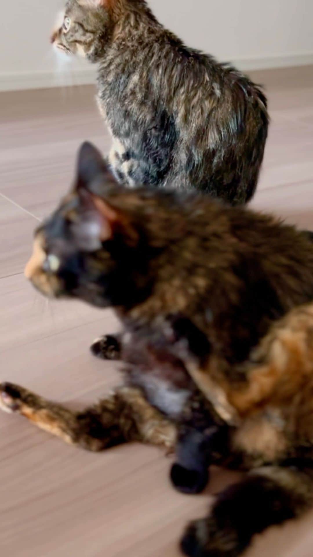 久保亜沙香のインスタグラム：「ひっさしぶりに洗われてびしょびしょの猫たち🐈‍⬛🐈 永遠に毛づくろいしてる🚿」