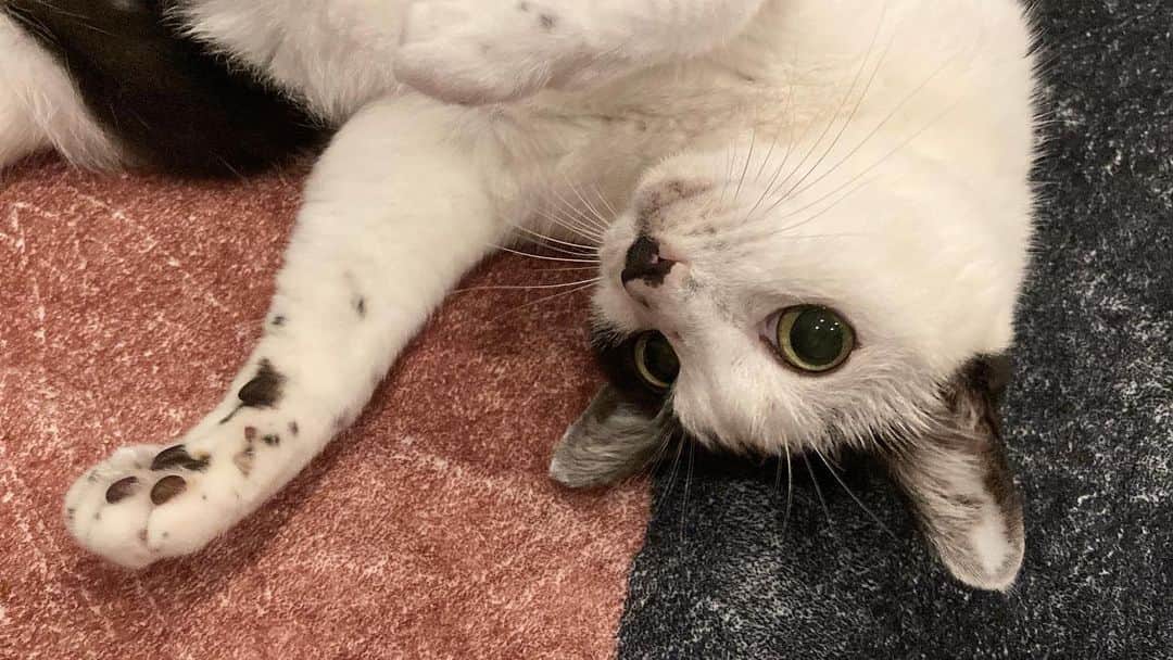 白石聖のインスタグラム：「🐈」
