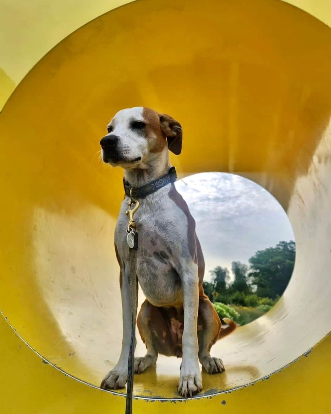 ブルックリン美術館さんのインスタグラム写真 - (ブルックリン美術館Instagram)「The dog days of summer may be ending, but you better believe any dog on our Plaza is worth befriending. 🐾 🏛⁠ ⁠ Sharing your four-legged friend’s photos with us using #MyBkM and see what’s going on at the Museum this weekend at the link in our bio.⁠ ⁠ 📷 @rubyinbrooklyn, @steviemixnyc, @korra_t_explorra, @soju_papiii, @kanchha_the_dog, @tomahawkphotos」9月9日 22時00分 - brooklynmuseum