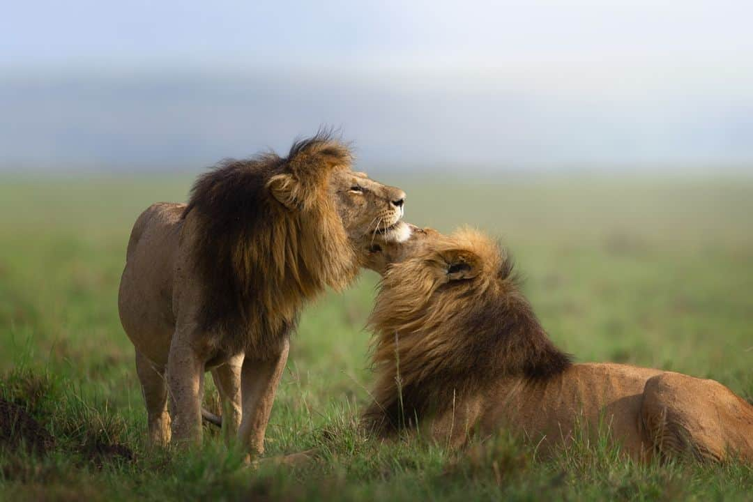 Canon UKのインスタグラム：「The power of black and white images!  How cool are these majestic shots of these lions? 🦁  📷 by @rajeeb_bharali  Camera: EOS R3  Lens: EF 600mm f4 IS2  Shutter Speed: 1/800, Aperture: f/4, ISO 100  #myphotography #photogear #canonshooter #mycamerabag #canongear #cameraaddict #dailygear #canonuk #mycanon #canon_photography #liveforthestory #canoncamera」