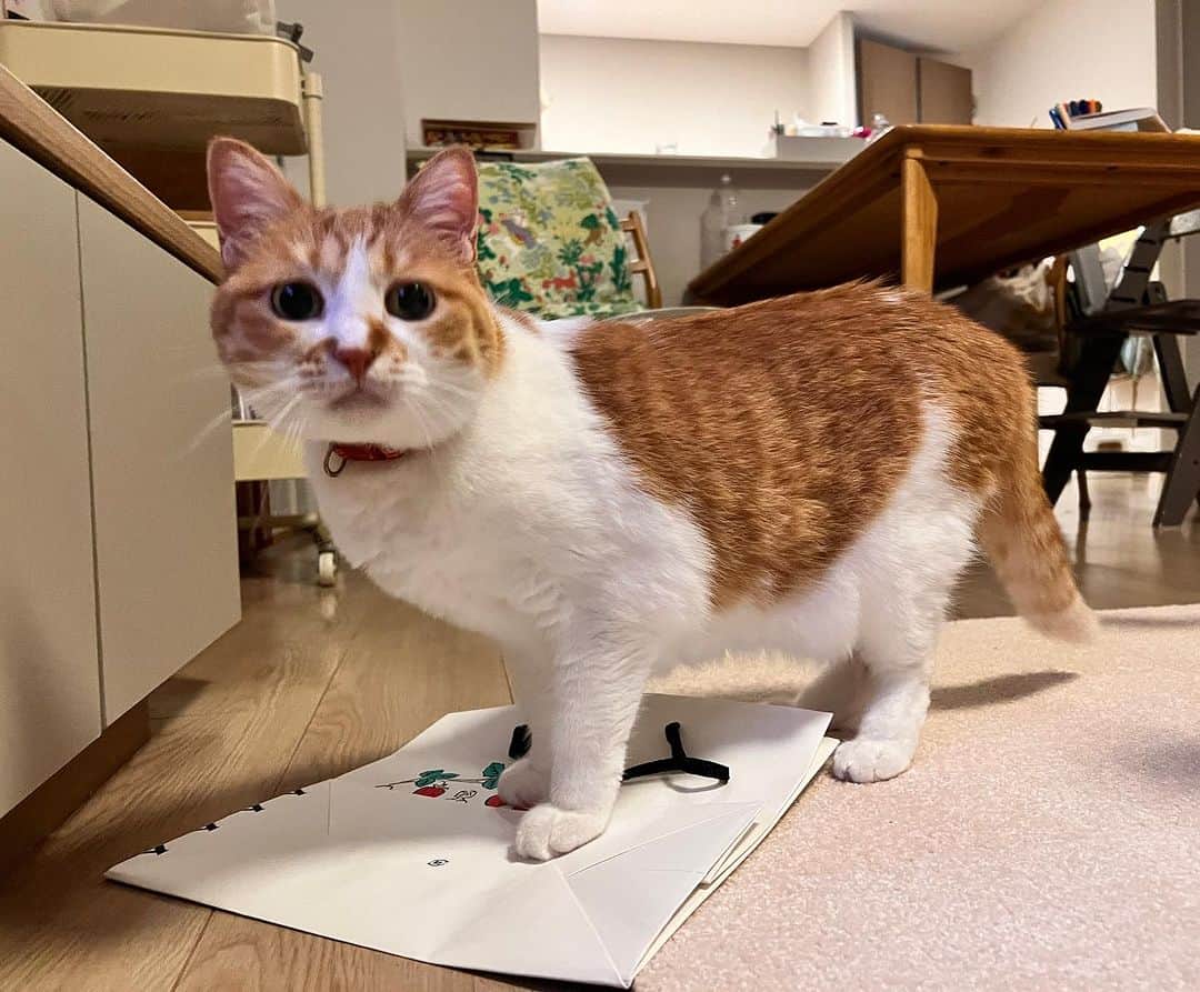 Kachimo Yoshimatsuのインスタグラム：「岸ちゃん かわいい！ #うちの猫ら #猫 #ねこ #ニャンスタグラム #にゃんすたぐらむ #ねこのきもち #cat #ネコ #catstagram #ネコ部 http://kachimo.exblog.jp」