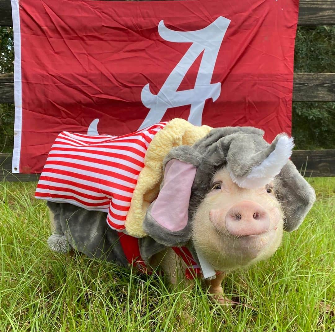 Priscilla and Poppletonのインスタグラム：「Just “Popping” by to remind everyone it’s #GameDay! Get your snacks ready. Alabama takes on the Texas Longhorns this evening at Bryant-Denny Stadium. ROLL TIDE!🐷🍿🐘 #GoBama #CrimsonTide #BigAl #AlabamavsTexas #RollTide #PrissyandPop」