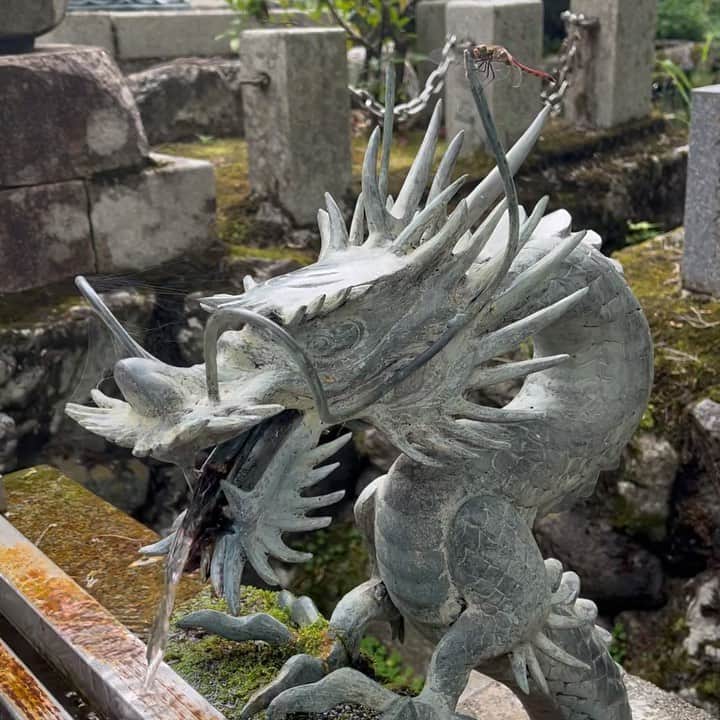 風馬翔のインスタグラム：「. . Dragon and Dragonfly  #かあっこよ」
